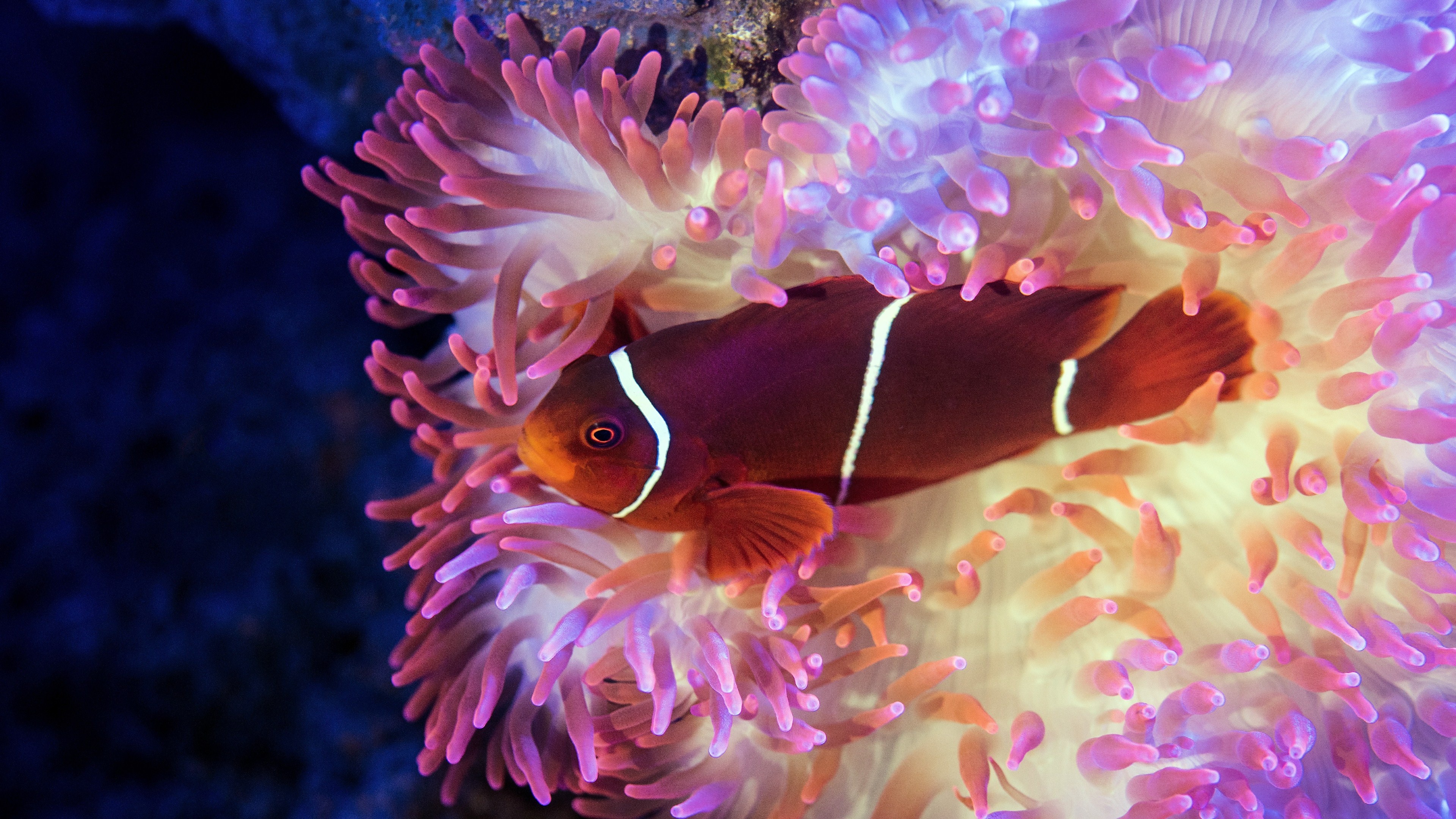 Sea anemone delight, Stunning 4K wallpapers, Underwater elegance, Desktop beauty, 3840x2160 4K Desktop