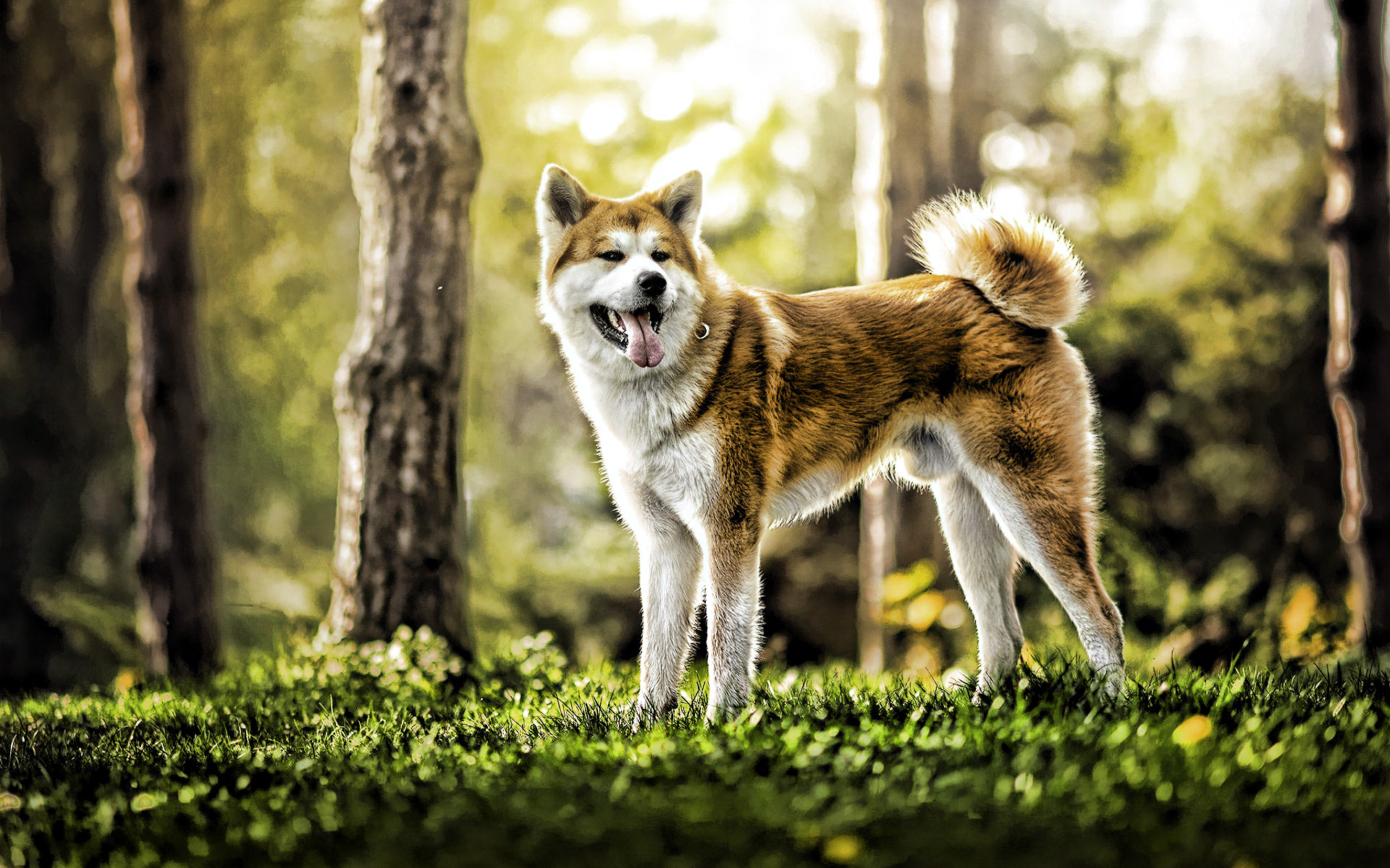 Akita inu in the woods, HDR summer shot, Cute animals, Serene and picturesque, 1920x1200 HD Desktop