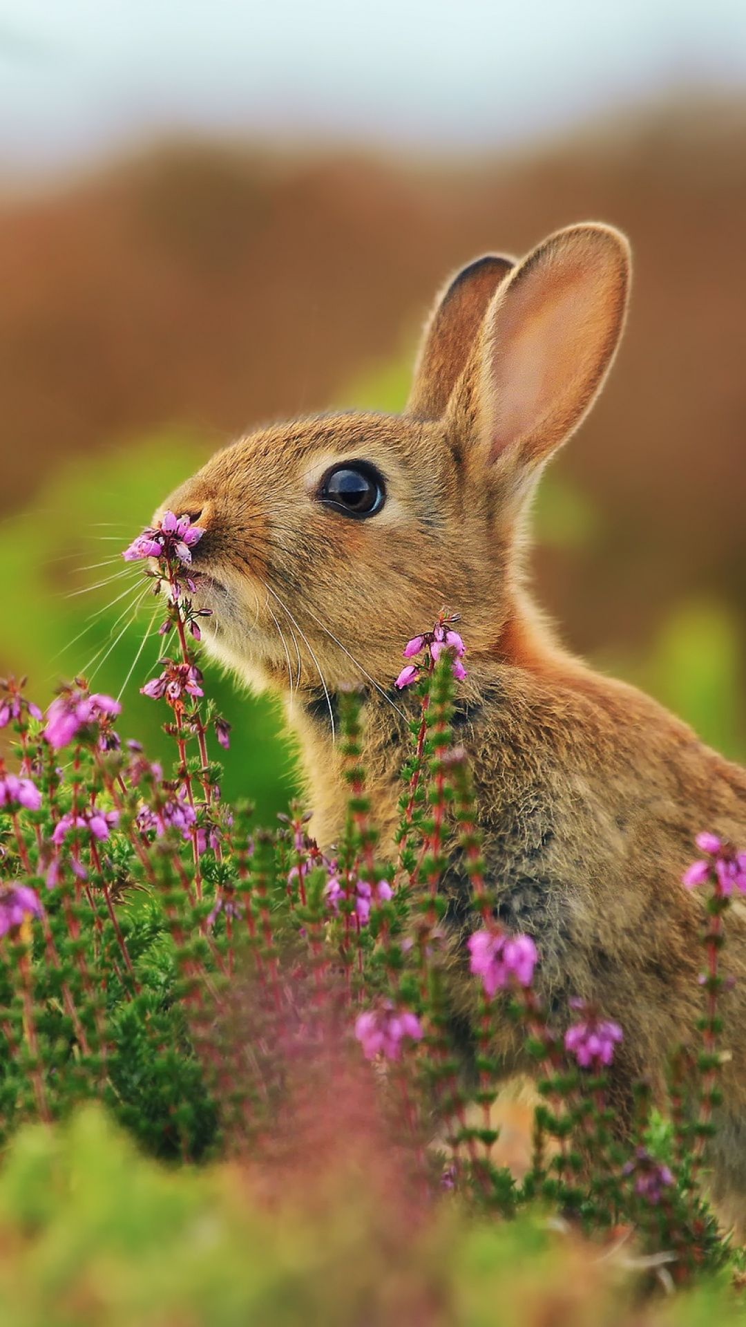 Bunny: Pet rabbits, A domesticated breed that lack survival instincts. 1080x1920 Full HD Wallpaper.