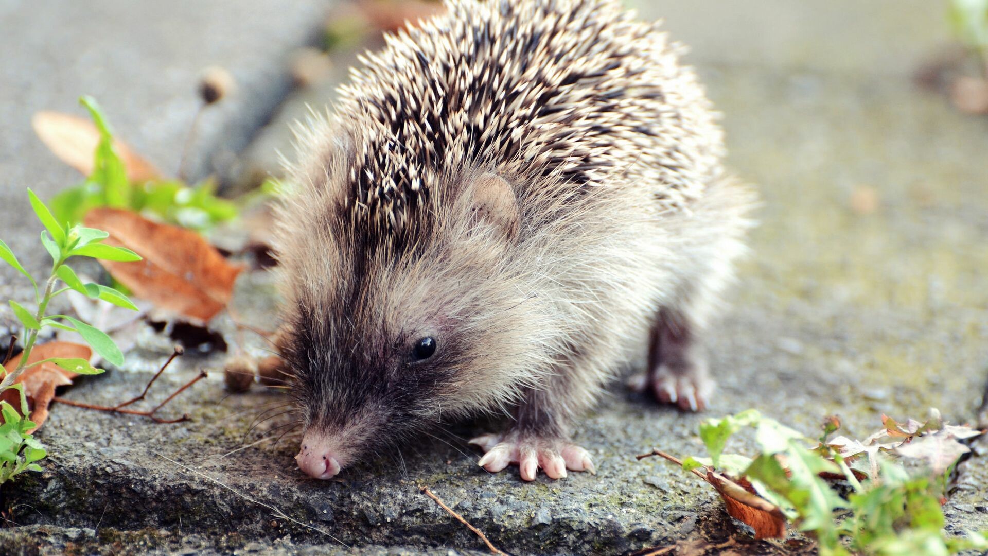 Hedgehog: Uses its quills to defend himself by curling into a ball. 1920x1080 Full HD Wallpaper.