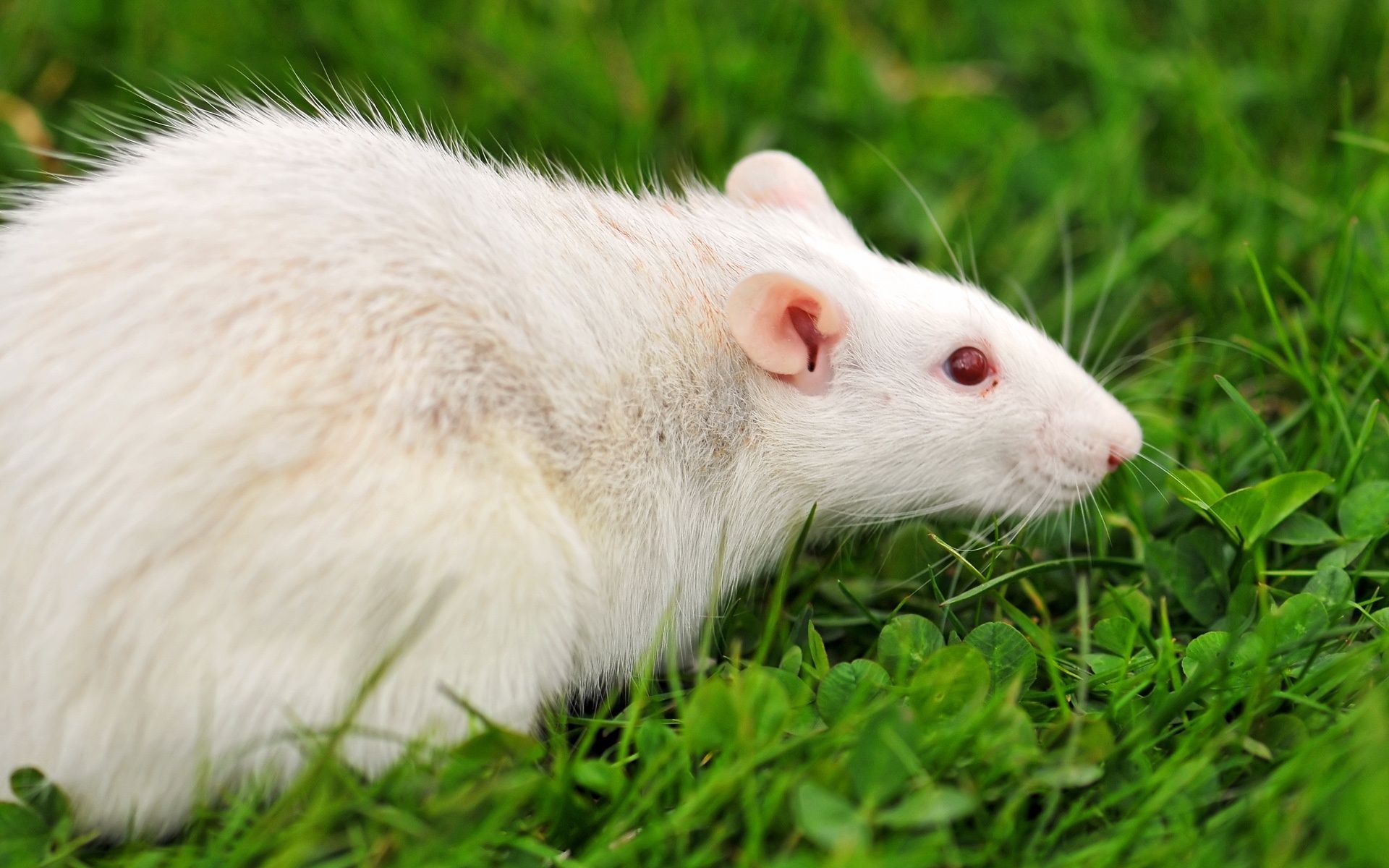 Cute Rat Photography, Albino Rats, Animal Companions, Rats in Nature, 1920x1200 HD Desktop