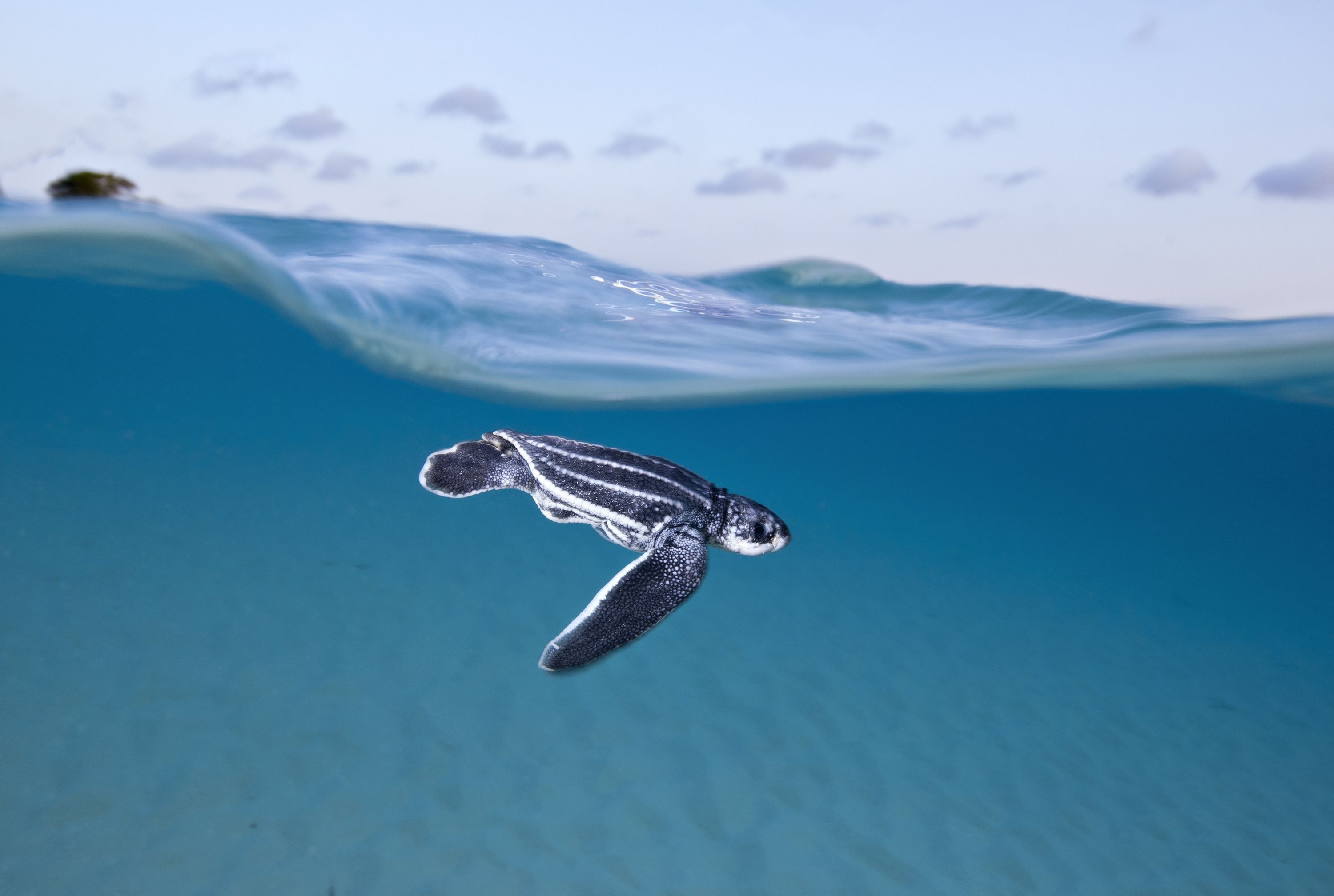 High-quality wallpapers, Exclusive sea turtle images, Stunning HD, Other sites' collections, 3000x2020 HD Desktop