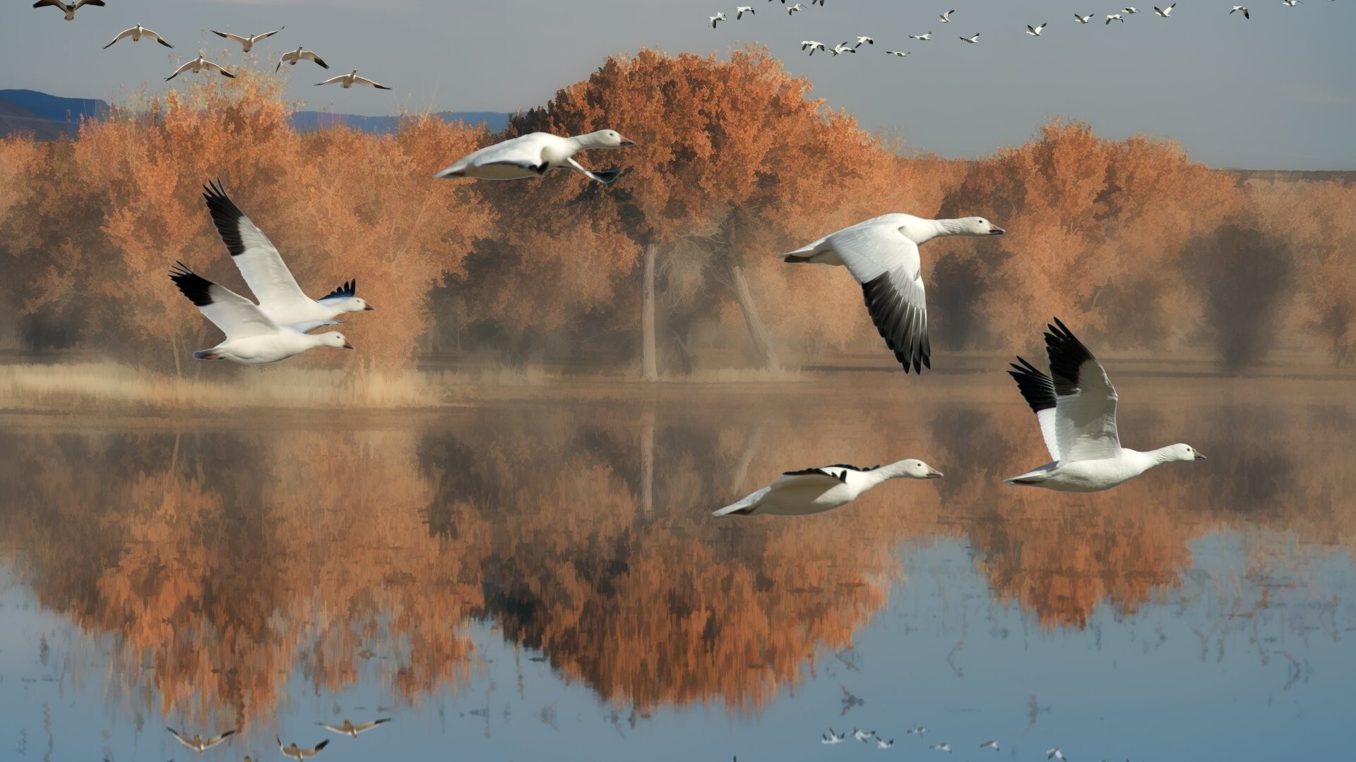 Geese: Web-footed long-necked typically gregarious migratory aquatic birds. 1920x1080 Full HD Wallpaper.
