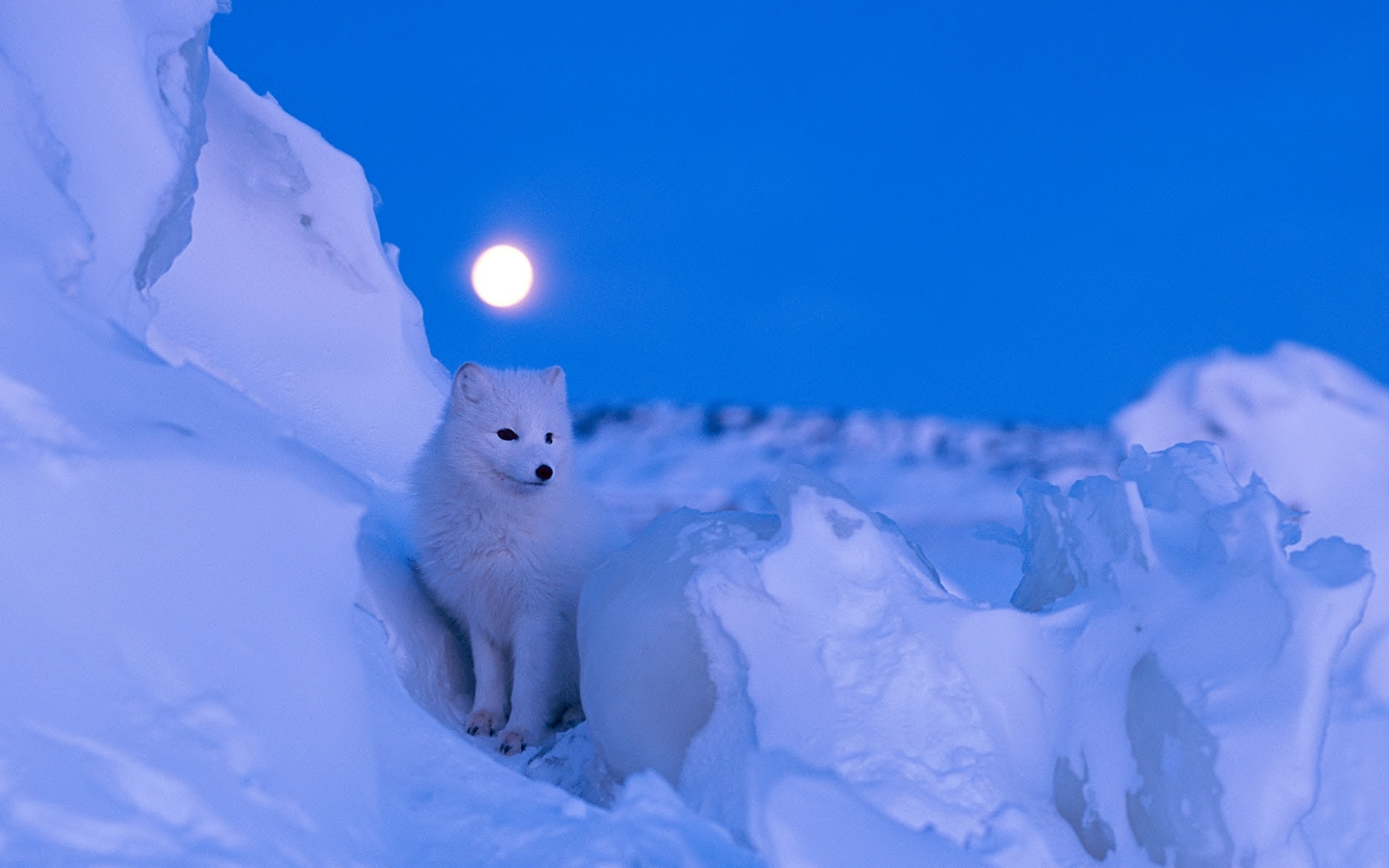 Arctic fox wallpapers, Extensive collection, Diverse options, Variety of choices, 1920x1200 HD Desktop