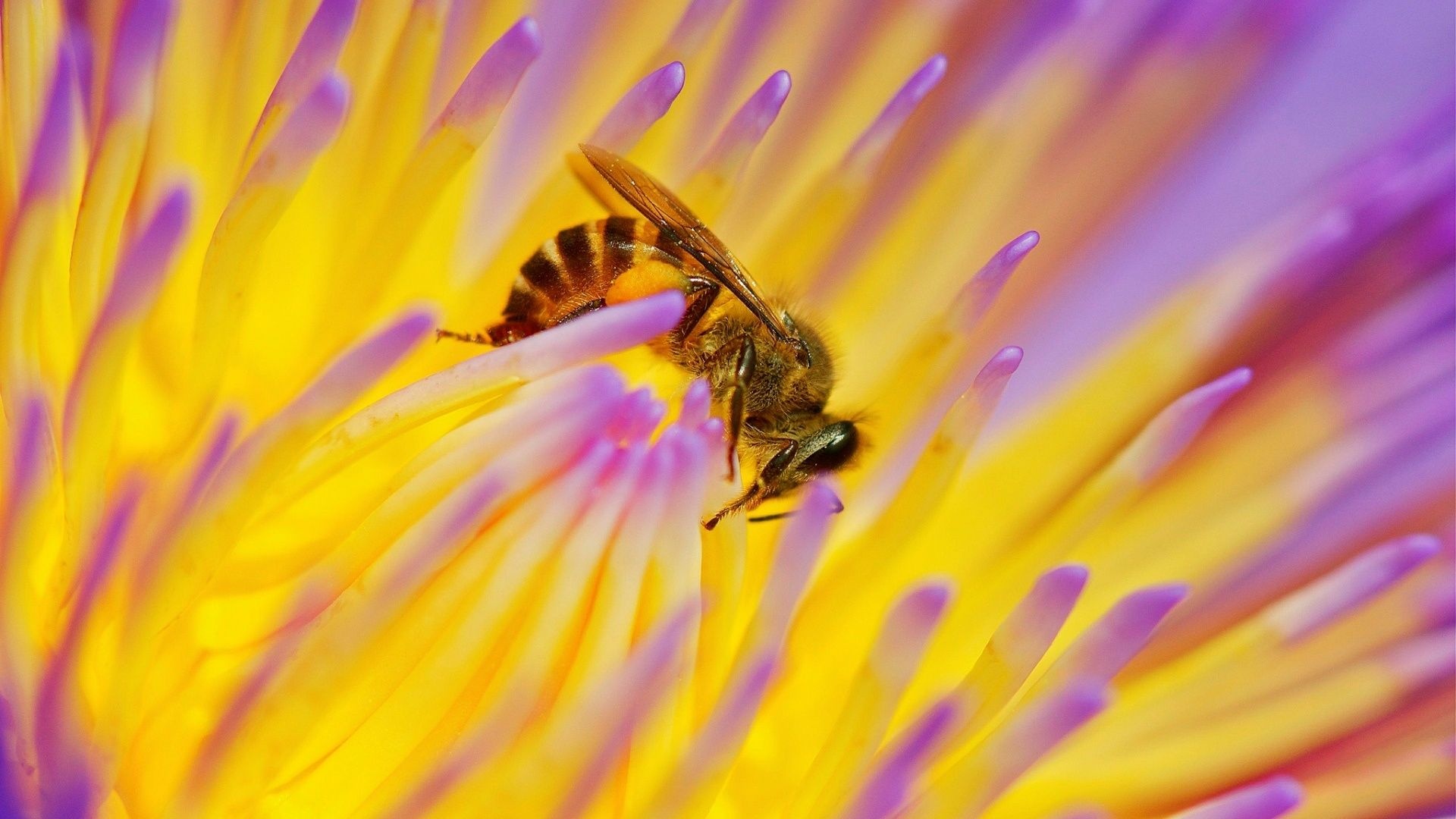Bee: Insects trying to collect the most pollen, nectar, or floral oils possible. 1920x1080 Full HD Wallpaper.