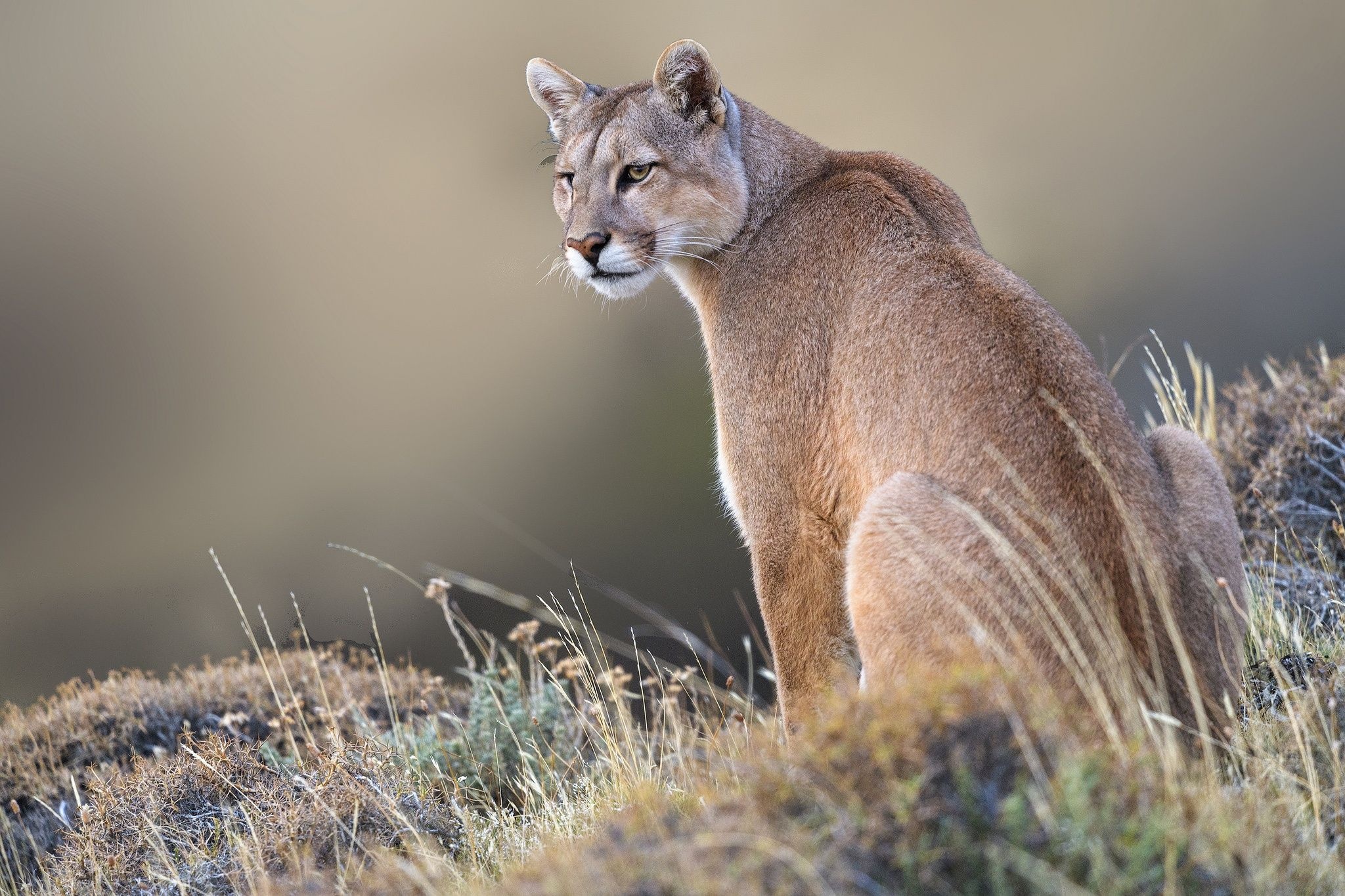 Puma animal, Majesty in wilderness, Stunning portrait, Nature's masterpiece, 2050x1370 HD Desktop