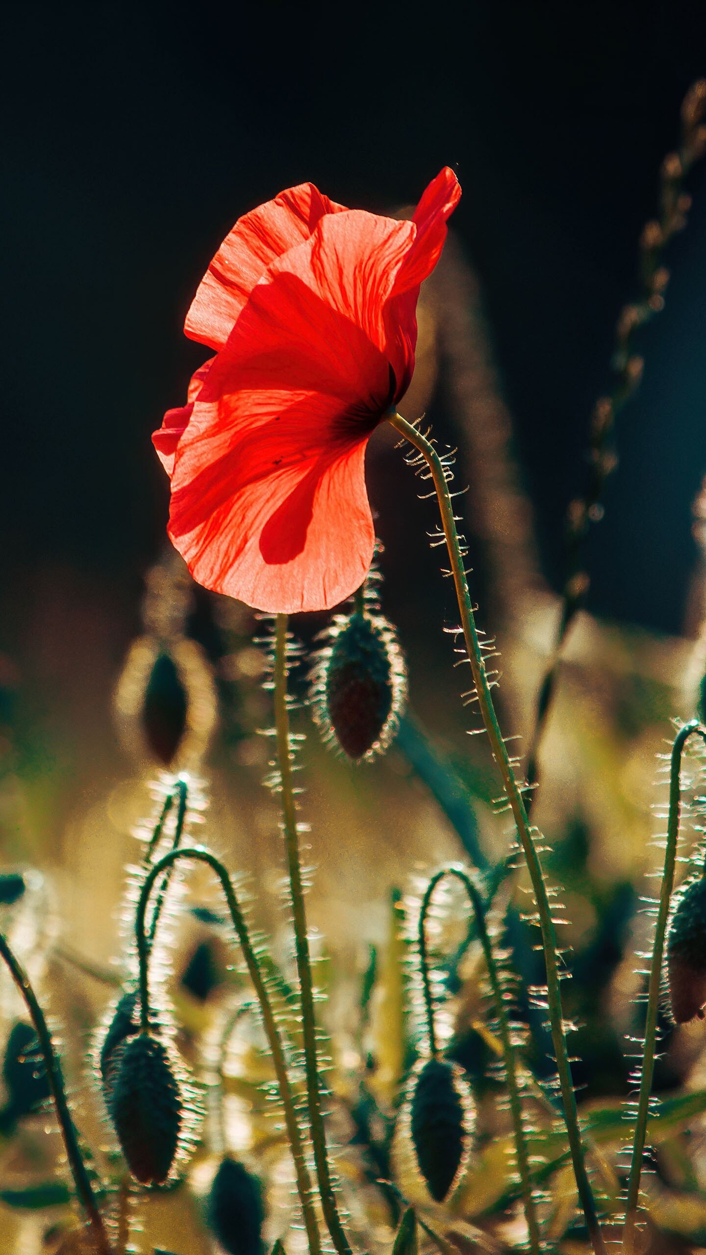 Poppy Flower: The perennial, Oriental poppies prefer deep, fertile, well-drained soils. 1440x2560 HD Background.