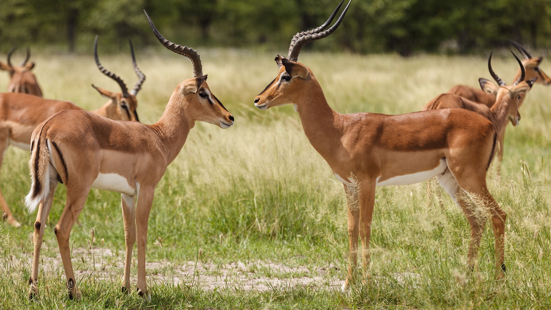 Etosha National Park, Springbok gazelles, Namibia, Windows 10 spotlight, 1920x1080 Full HD Desktop