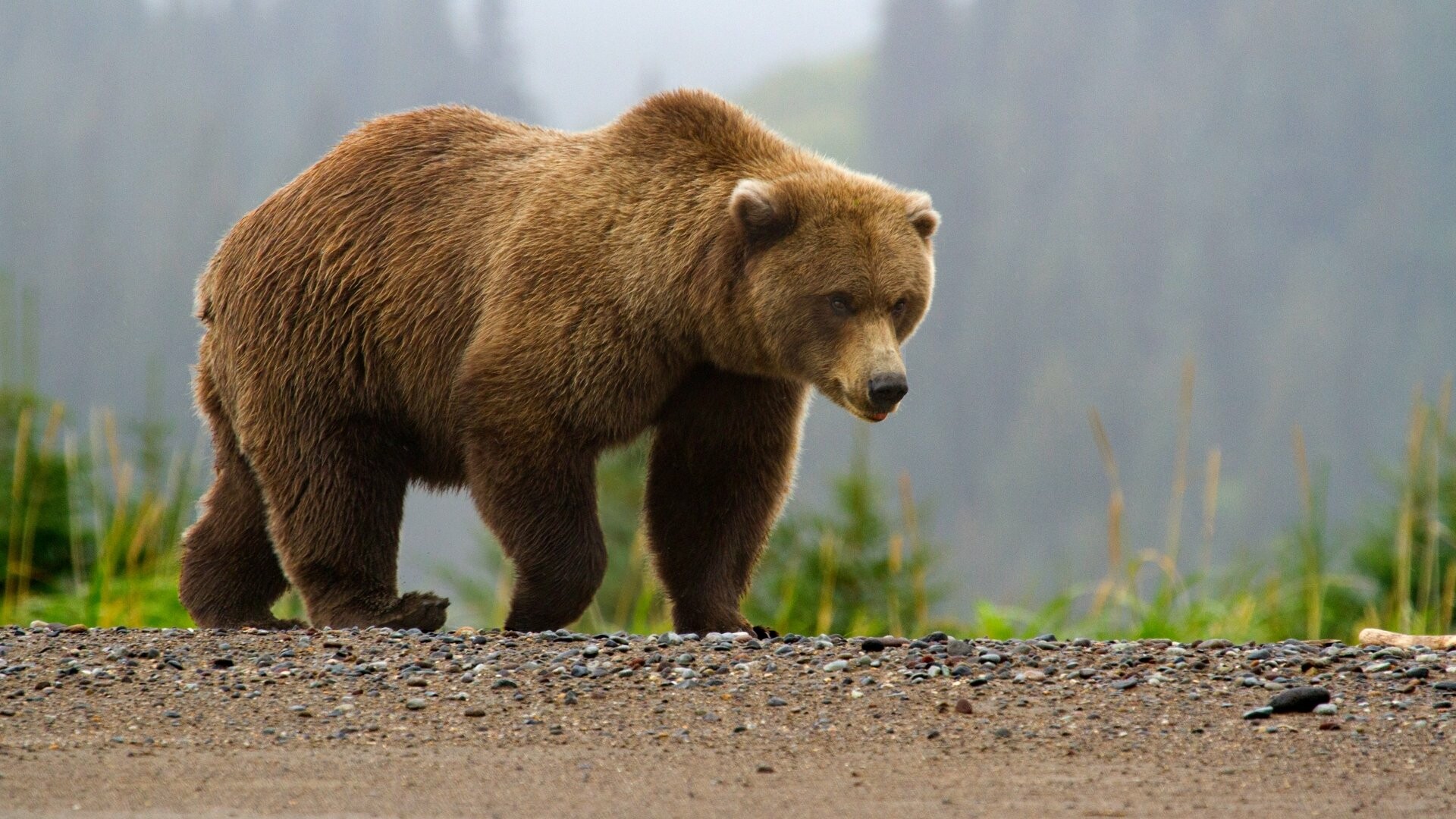 Bear: Solitary animals, considered as the most asocial among all carnivoras. 1920x1080 Full HD Wallpaper.
