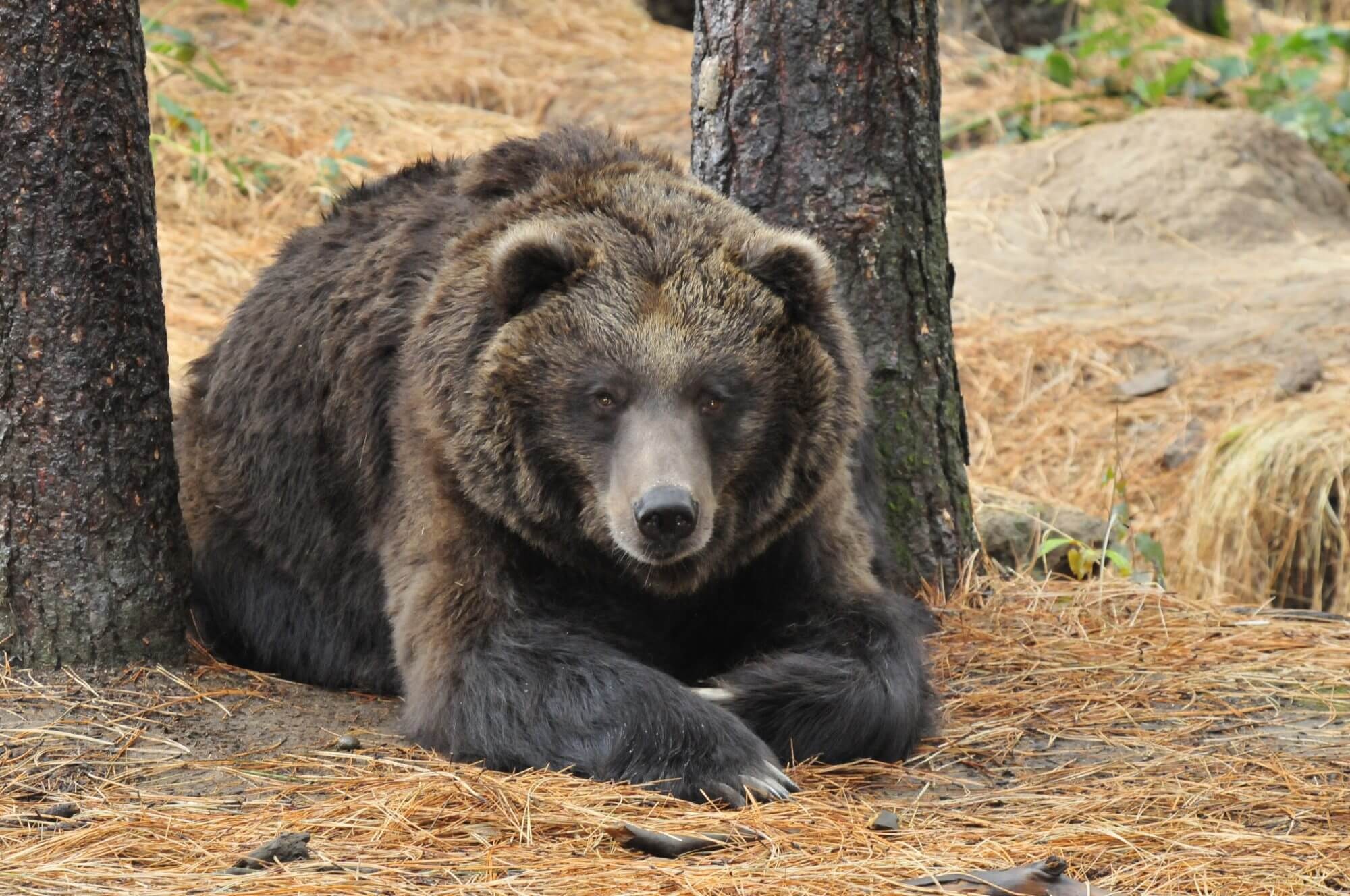 Grizzly Bear, Wildlife rehabilitation, Education center, Conservation efforts, 2000x1330 HD Desktop