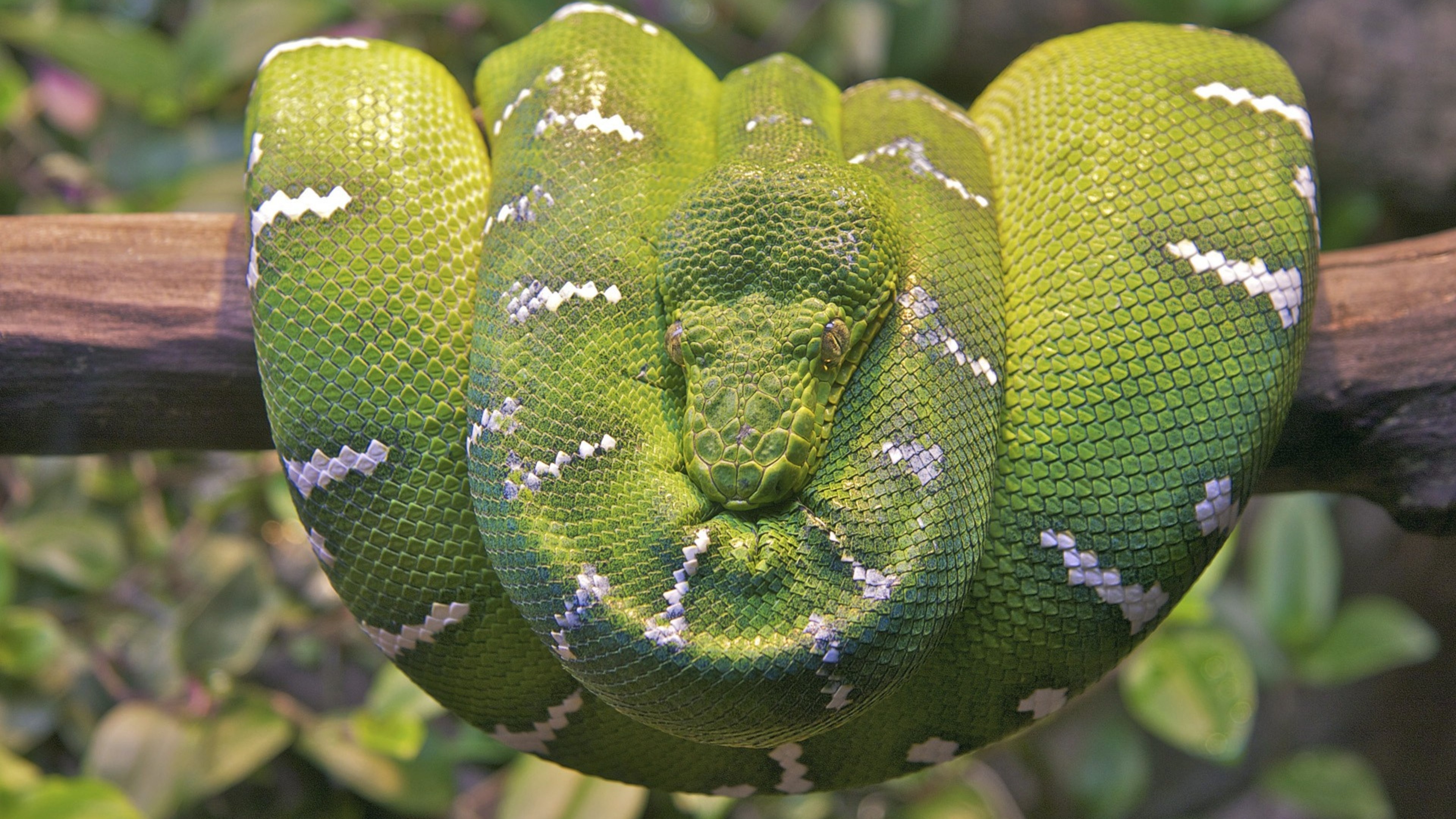 Boa Constrictor, Emerald tree boa snake, 4K wallpapers, Images, 3840x2160 4K Desktop