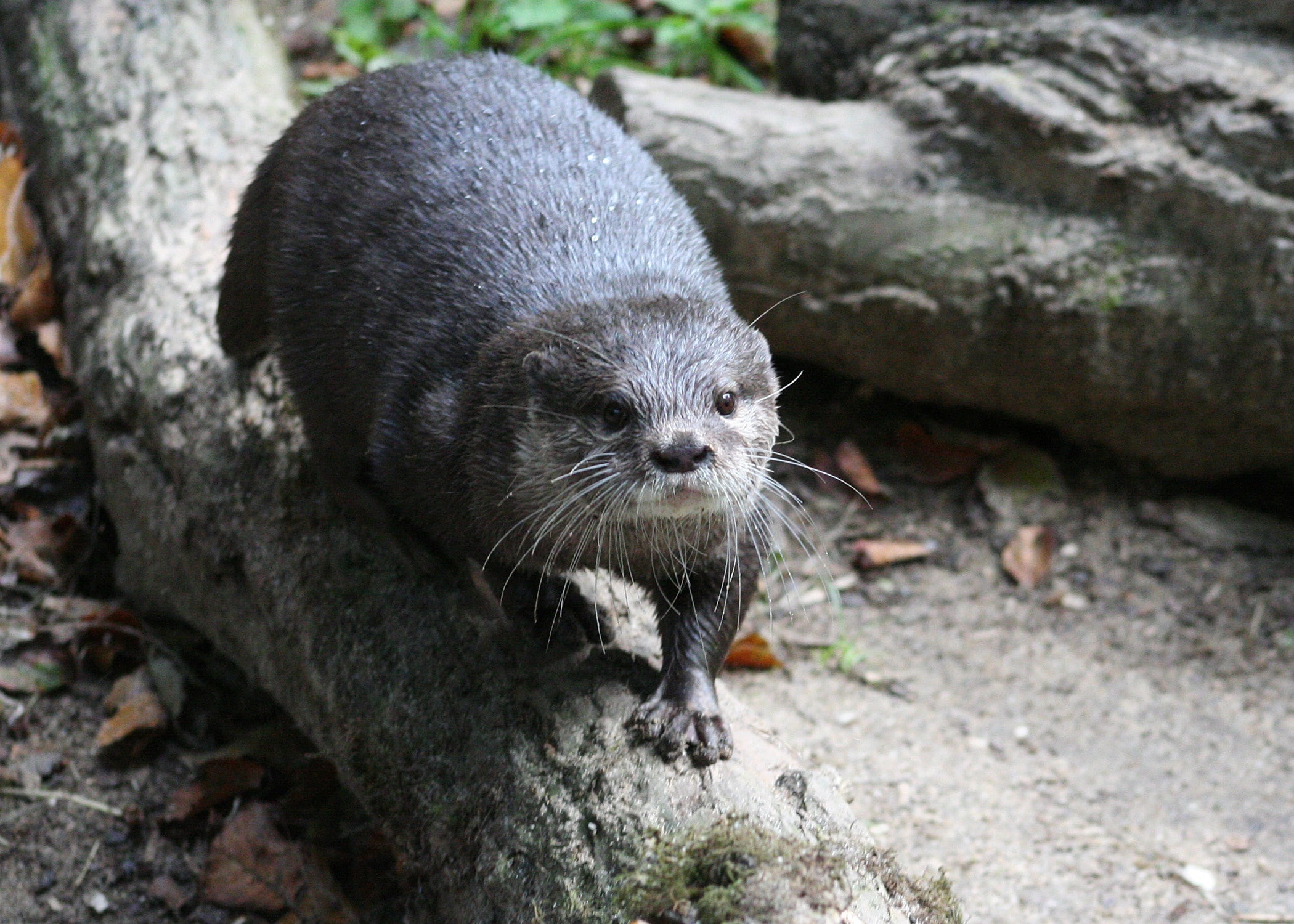 Otter wonderland, Sea Life Oberhausen's attraction, Educational experience, Explore otter habitats, 2100x1500 HD Desktop