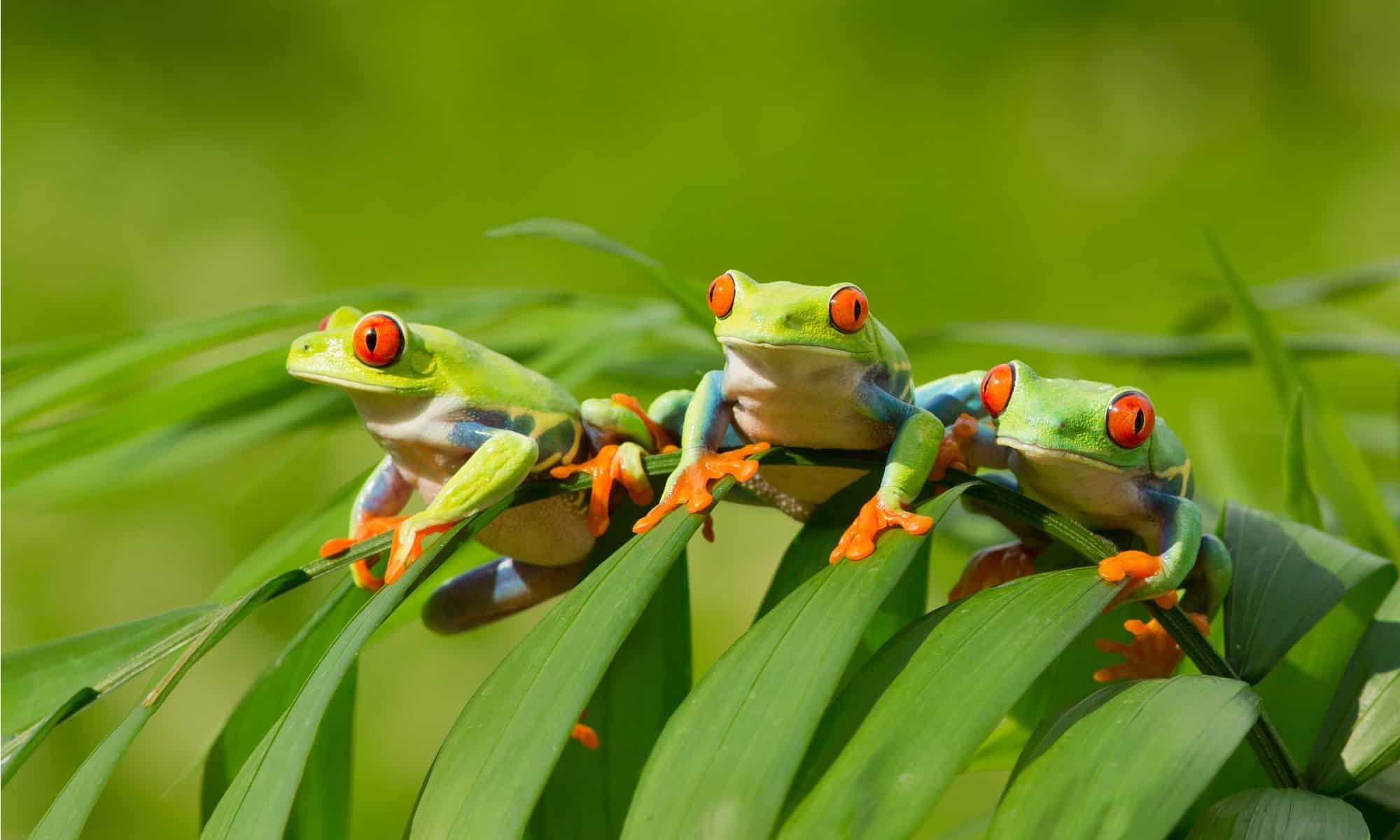 Captivating amphibious creature, Vibrant red-eyed frog, Stunning photography, AZ Animals, 2000x1200 HD Desktop