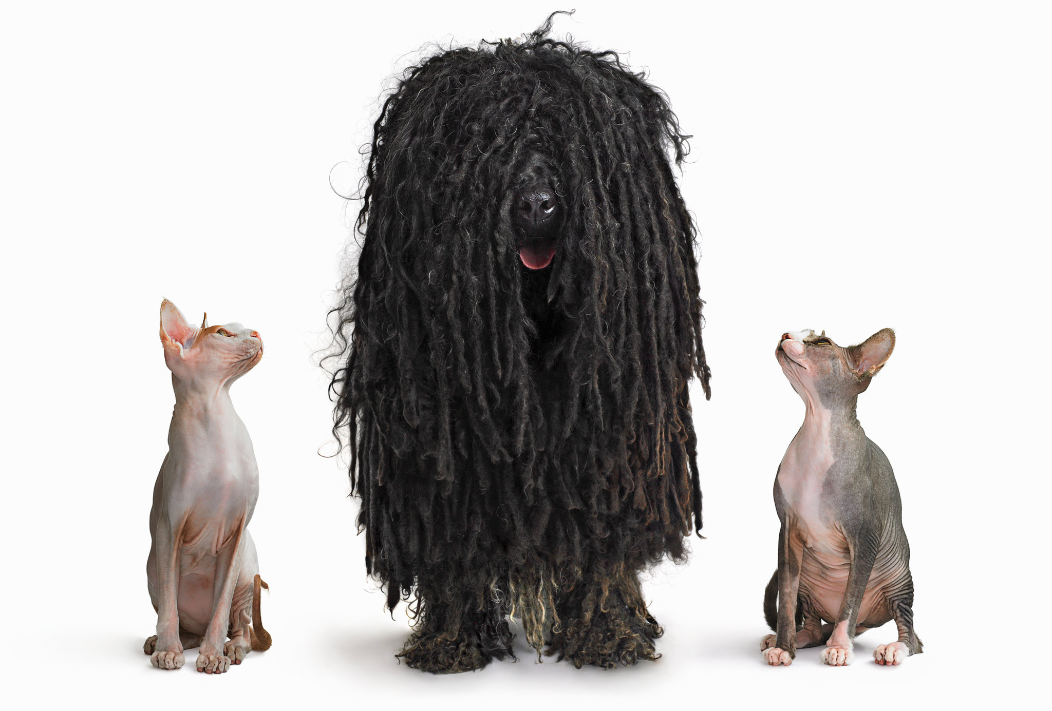 Bergamasco dog, Waxing or sugaring, Hairy situation, New York Times, 2050x1390 HD Desktop