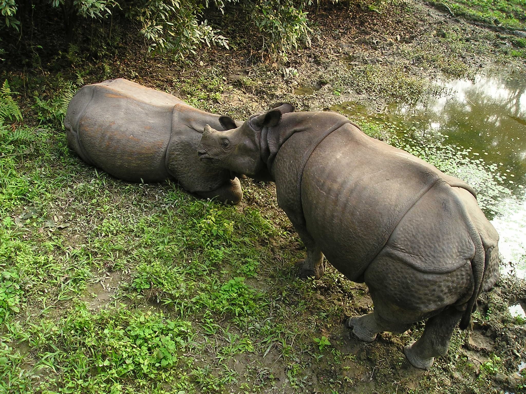 Chitwan national park, National park fauna, Indian elephant chitwan, Indian elephant, 2050x1540 HD Desktop