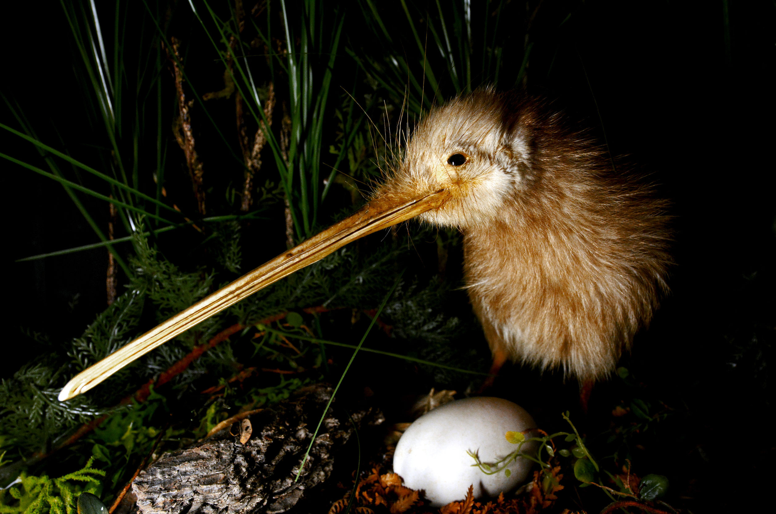 Kiwi Birds, Going blind, New Zealand News NZ Herald, 2520x1670 HD Desktop