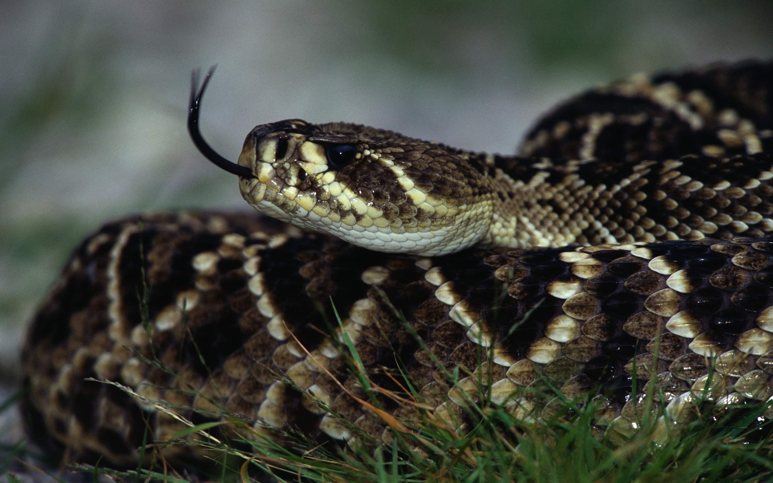 Venomous snake wallpaper, Dangerous reptiles, High-quality pictures, Desktop background, 2560x1600 HD Desktop
