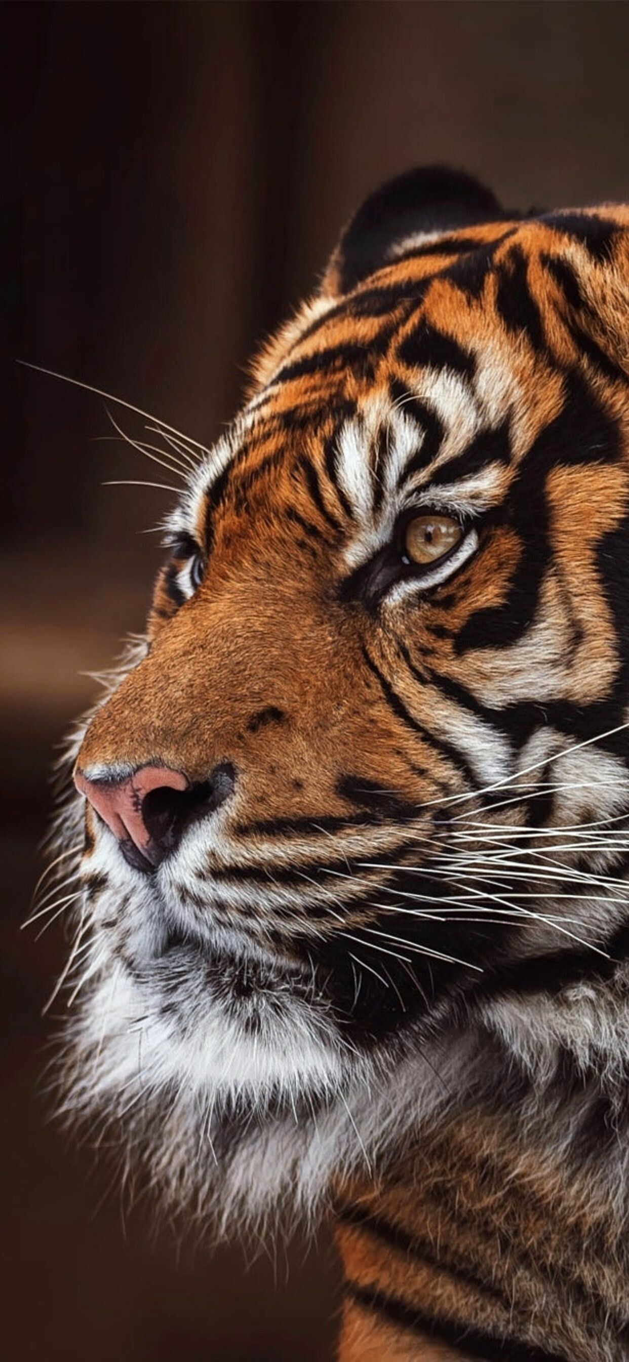 Tiger Wallpaper iPhone, Exquisite detailing, Fierce and captivating, Tiger pictures, 1250x2690 HD Phone