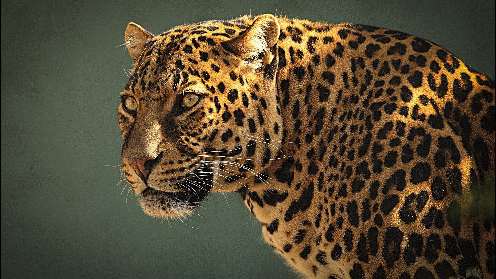 Leopard, Animal beauty, Wallpapers HD, Desktop, 1920x1080 Full HD Desktop