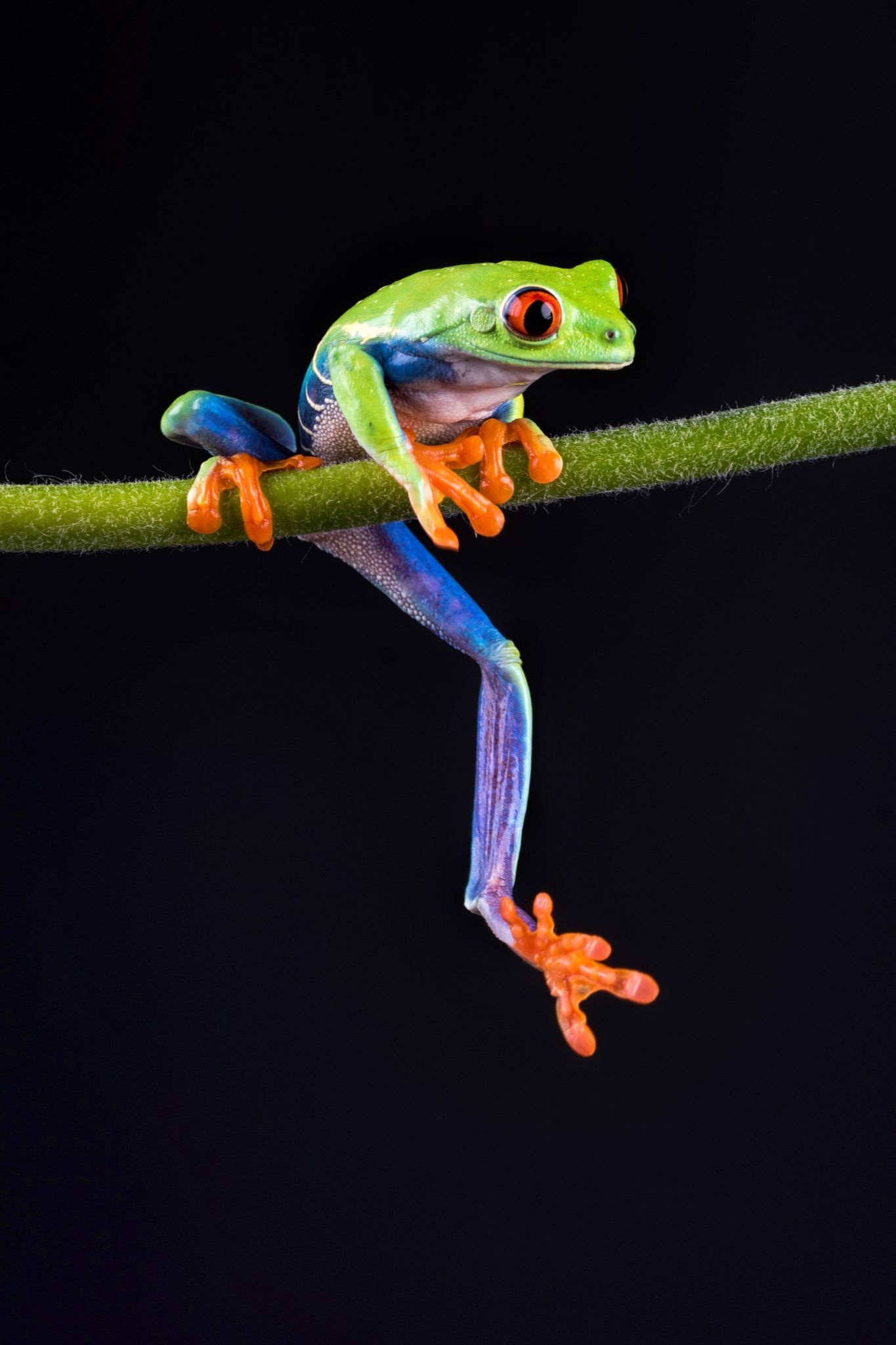 Red Eyed Tree Frog, Captivating photography, Bournemouth's hidden gem, Mesmerizing amphibian, 1370x2050 HD Handy