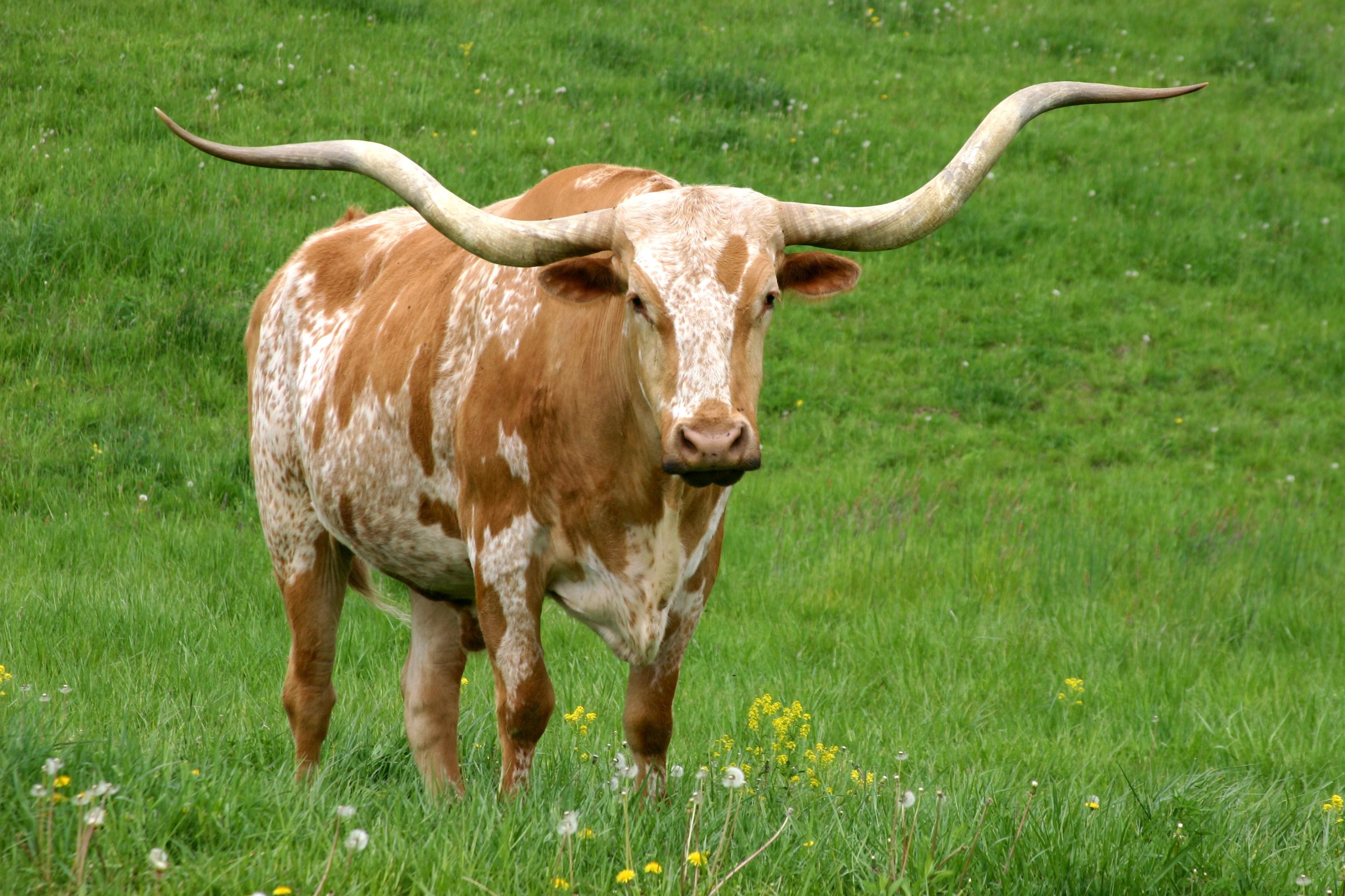 Texas longhorn cattle, Cattle photos, Longhorn cow, Texas pride, 3080x2050 HD Desktop