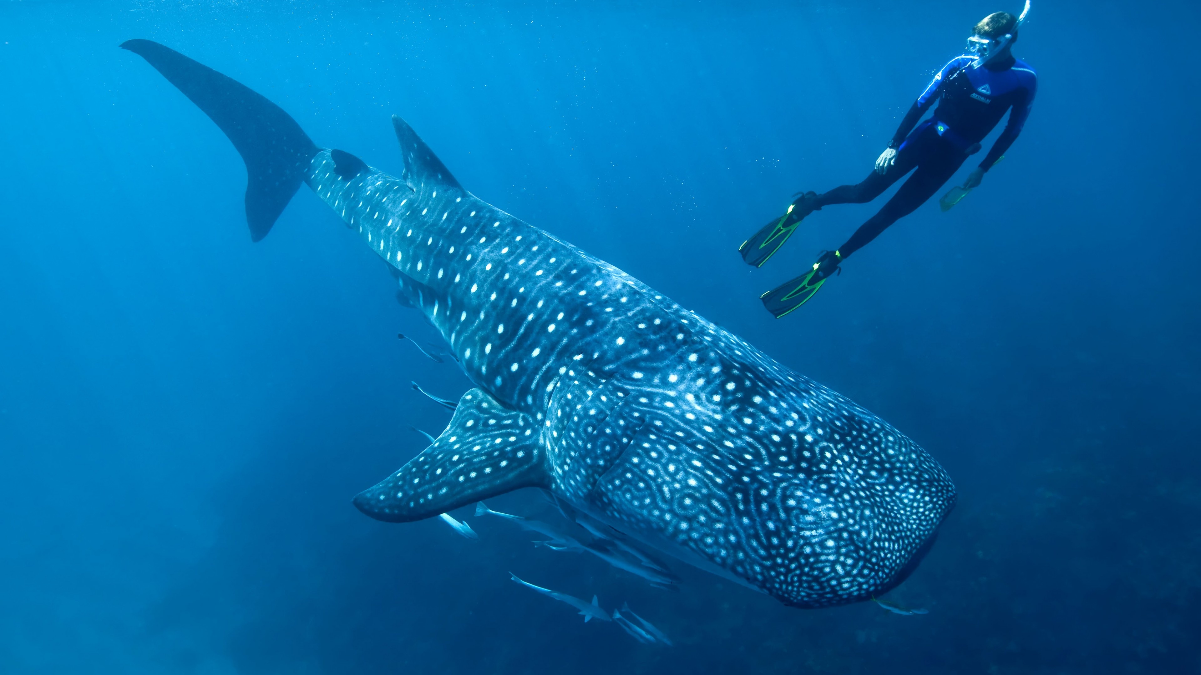 Whale shark underwater diving, UHD 4k wallpaper, Majestic marine life, Captivating encounters, 3840x2160 4K Desktop