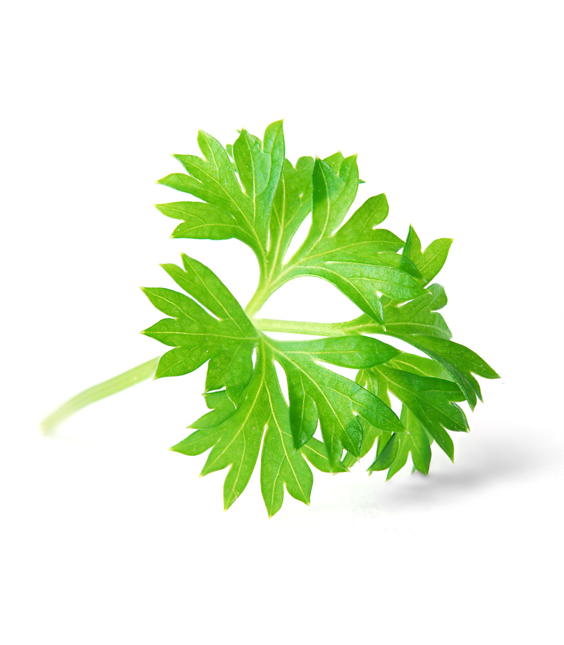 Parsley herb, Shop Selo, Fresh and fragrant, High-quality selection, 1800x2060 HD Phone