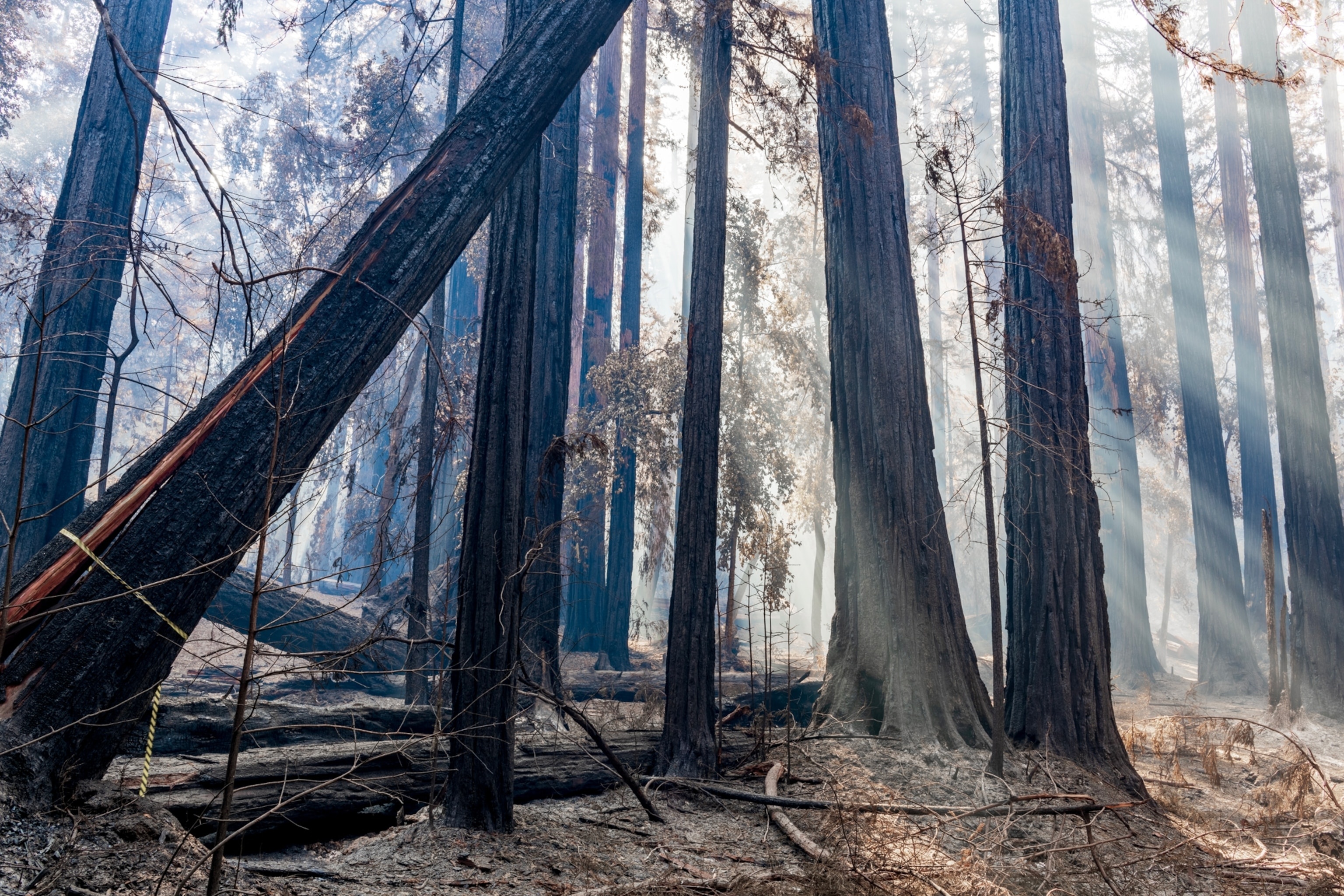 Saving California's redwoods, Giant sequoia wonder, Nature's beauty, Environmental activism, 3080x2050 HD Desktop
