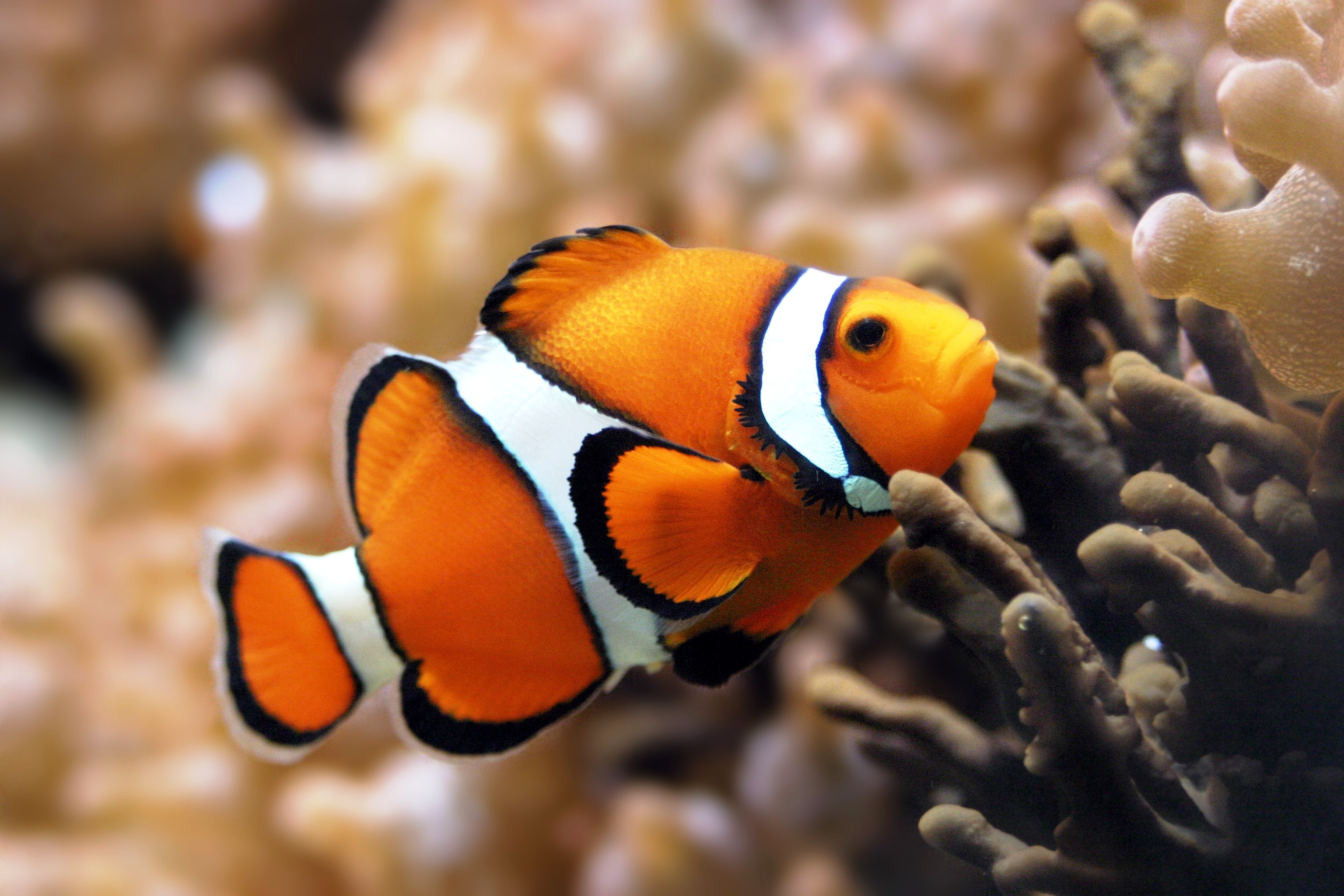 Captivating clownfish background, HD wallpaper, Beautiful aquatic life, Underwater charm, 3080x2050 HD Desktop
