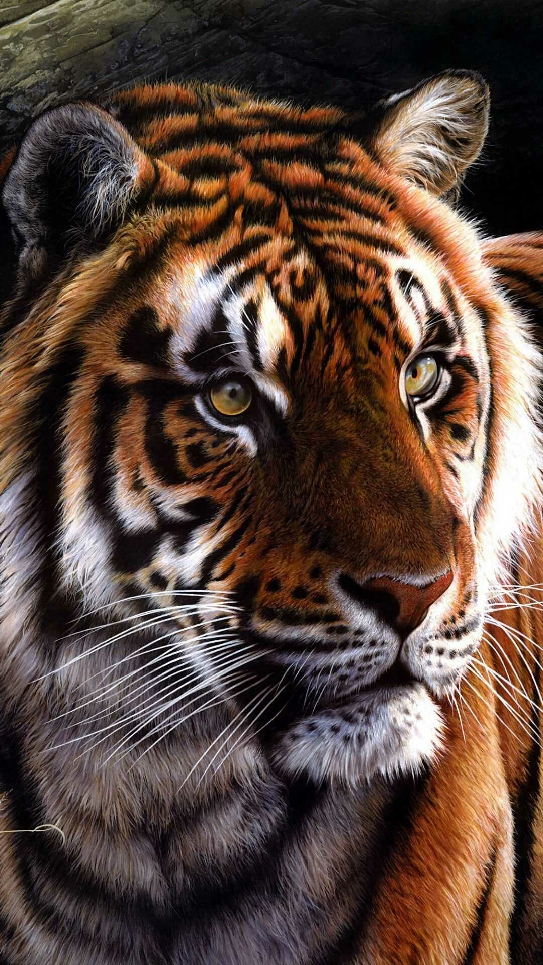 Tiger: A large Asian carnivorous mammal of the cat family. 1080x1920 Full HD Background.