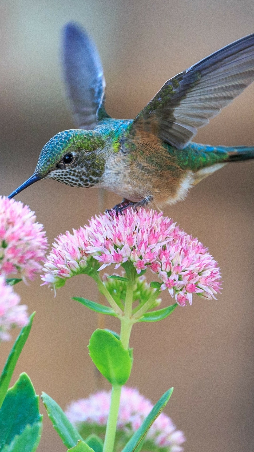 Hummingbird, Metallic, Flowers, 1080x1920 Full HD Phone