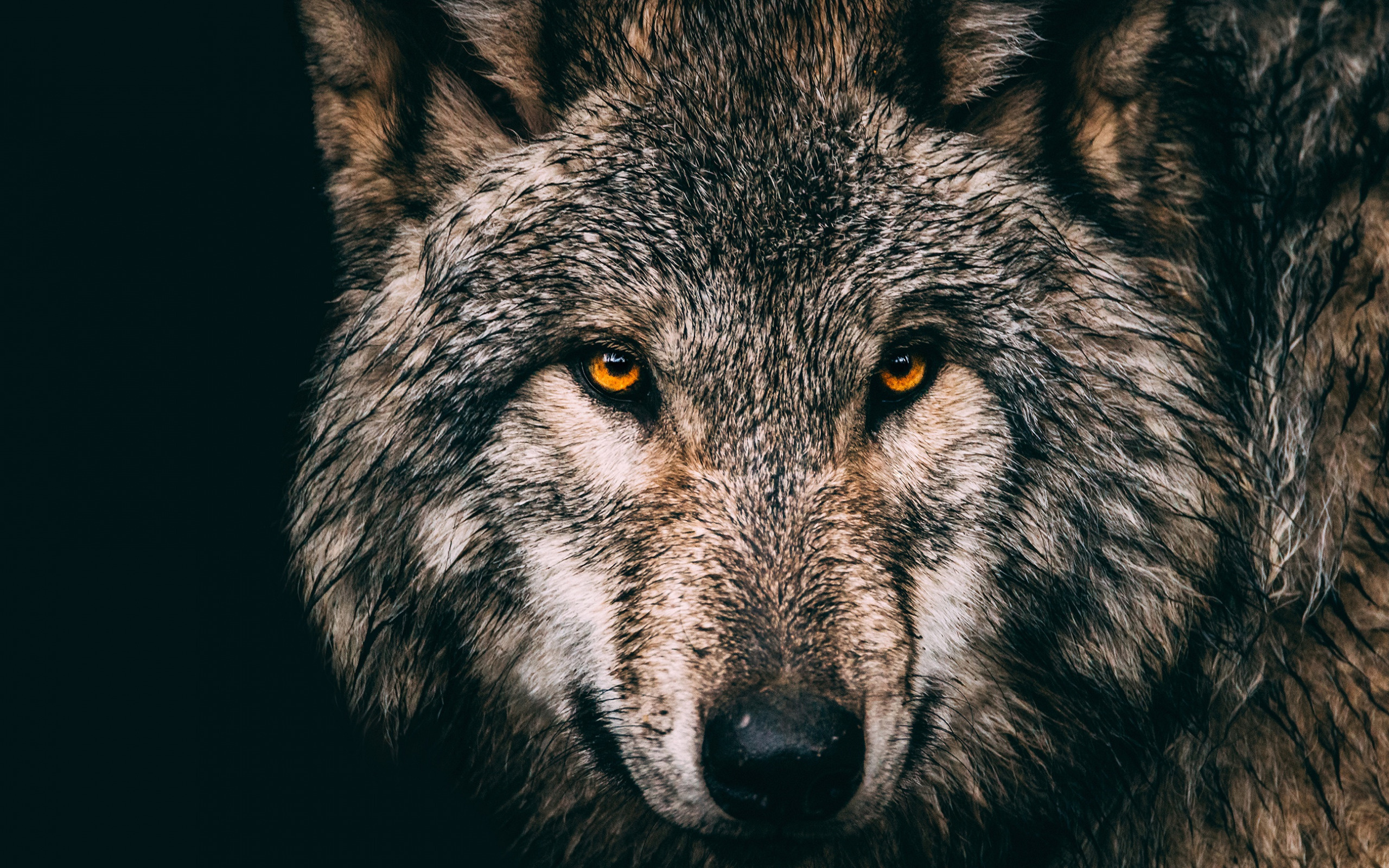 Gray Wolf: The members of the canine family, Ability to form strong social bonds, The alpha male. 2560x1600 HD Wallpaper.