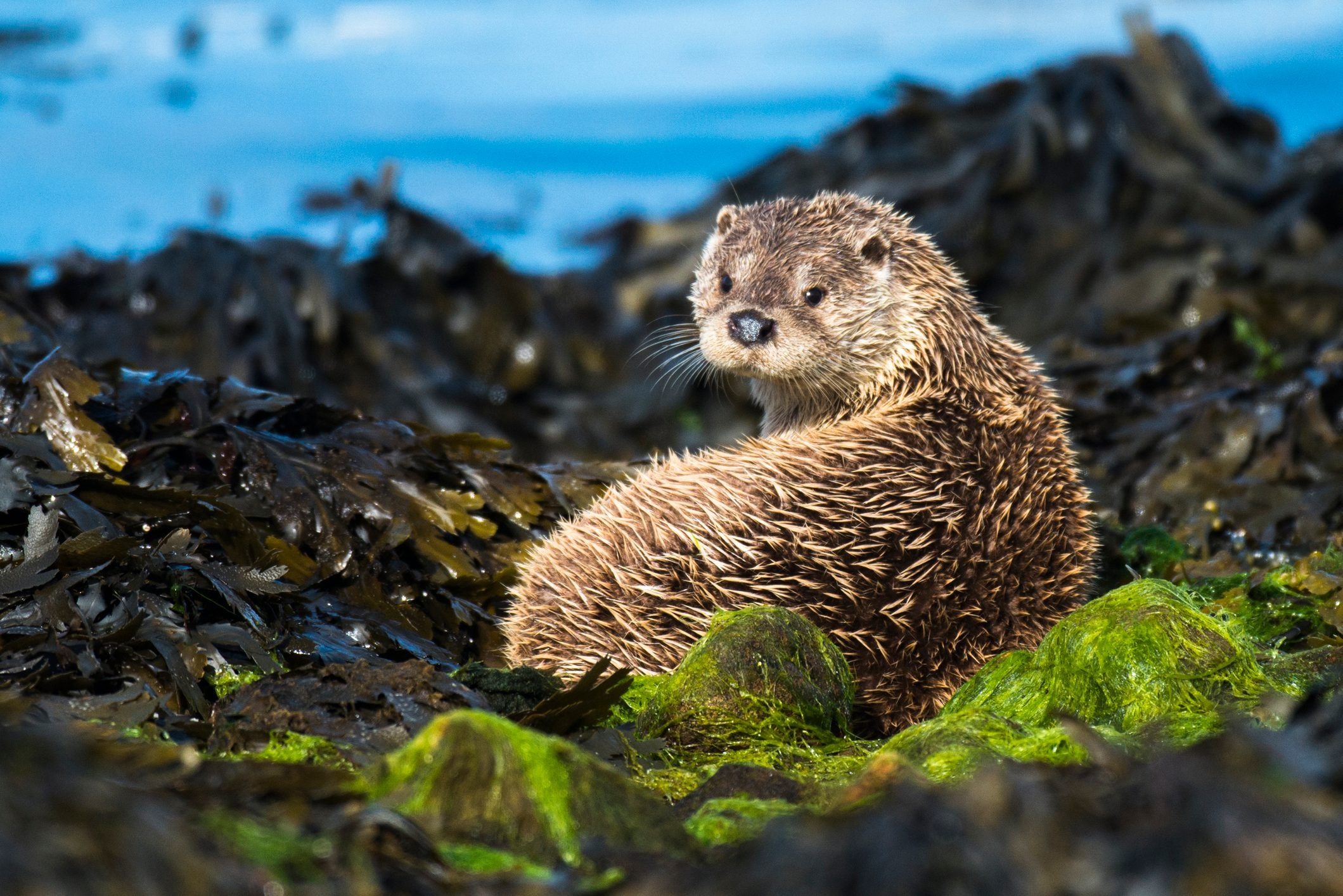 Otter spotting guide, British otter history, Conservation concerns, Discover otter hotspots, 2120x1420 HD Desktop