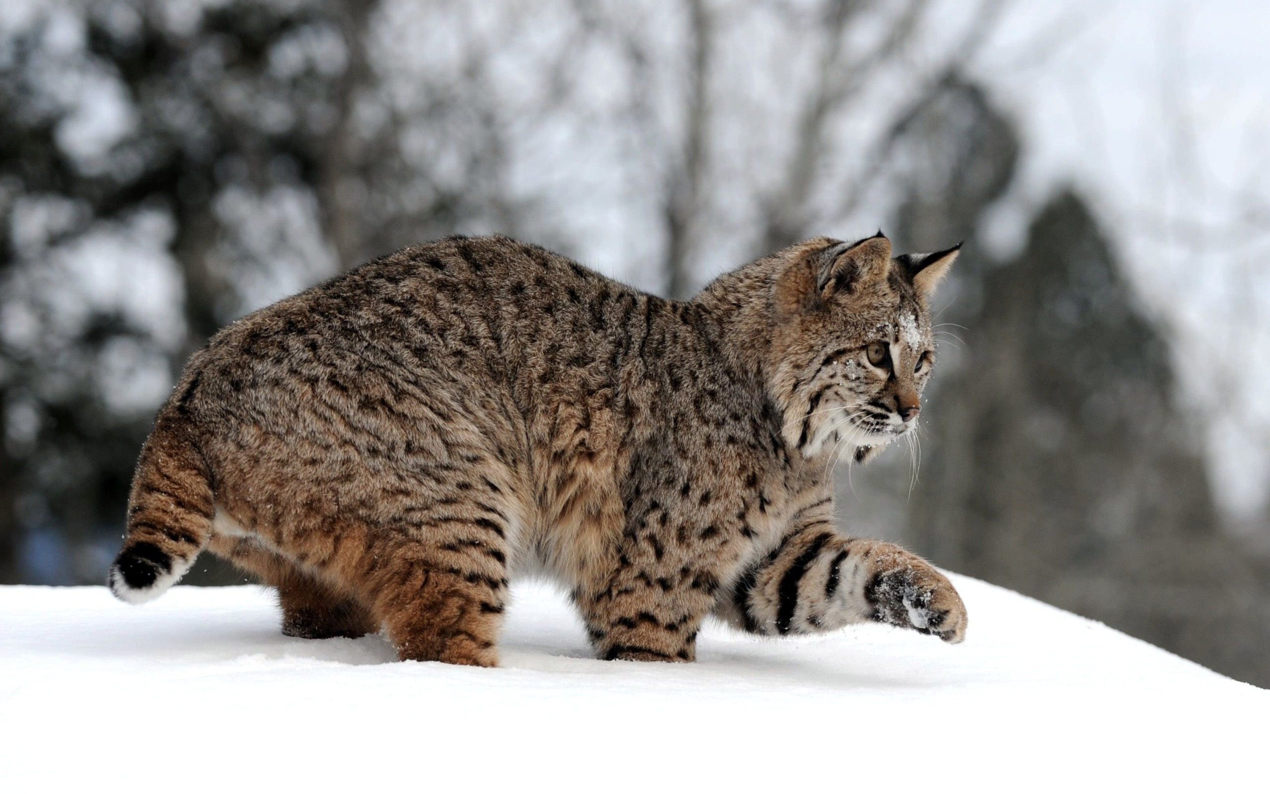 Bobcat beauty, Top predator, Stealthy hunter, Majestic wild cat, 2560x1600 HD Desktop