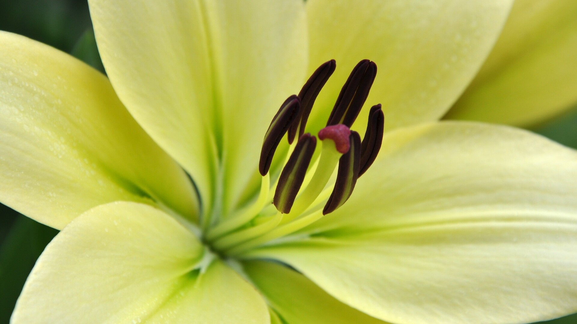 Lily: Lilies make wonderful cut flowers. 1920x1080 Full HD Wallpaper.