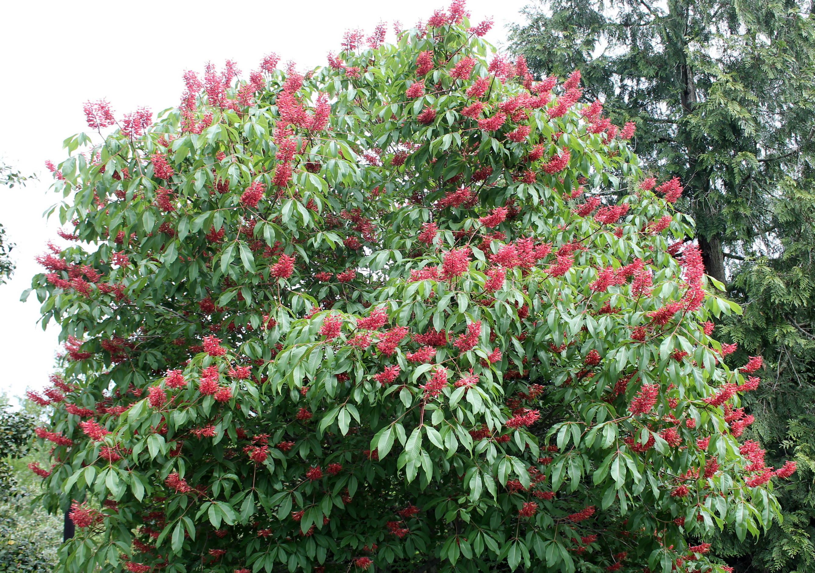 Buckeye Tree, Native beauty, Unrecognized treasure, Remarkable plant, 2680x1880 HD Desktop