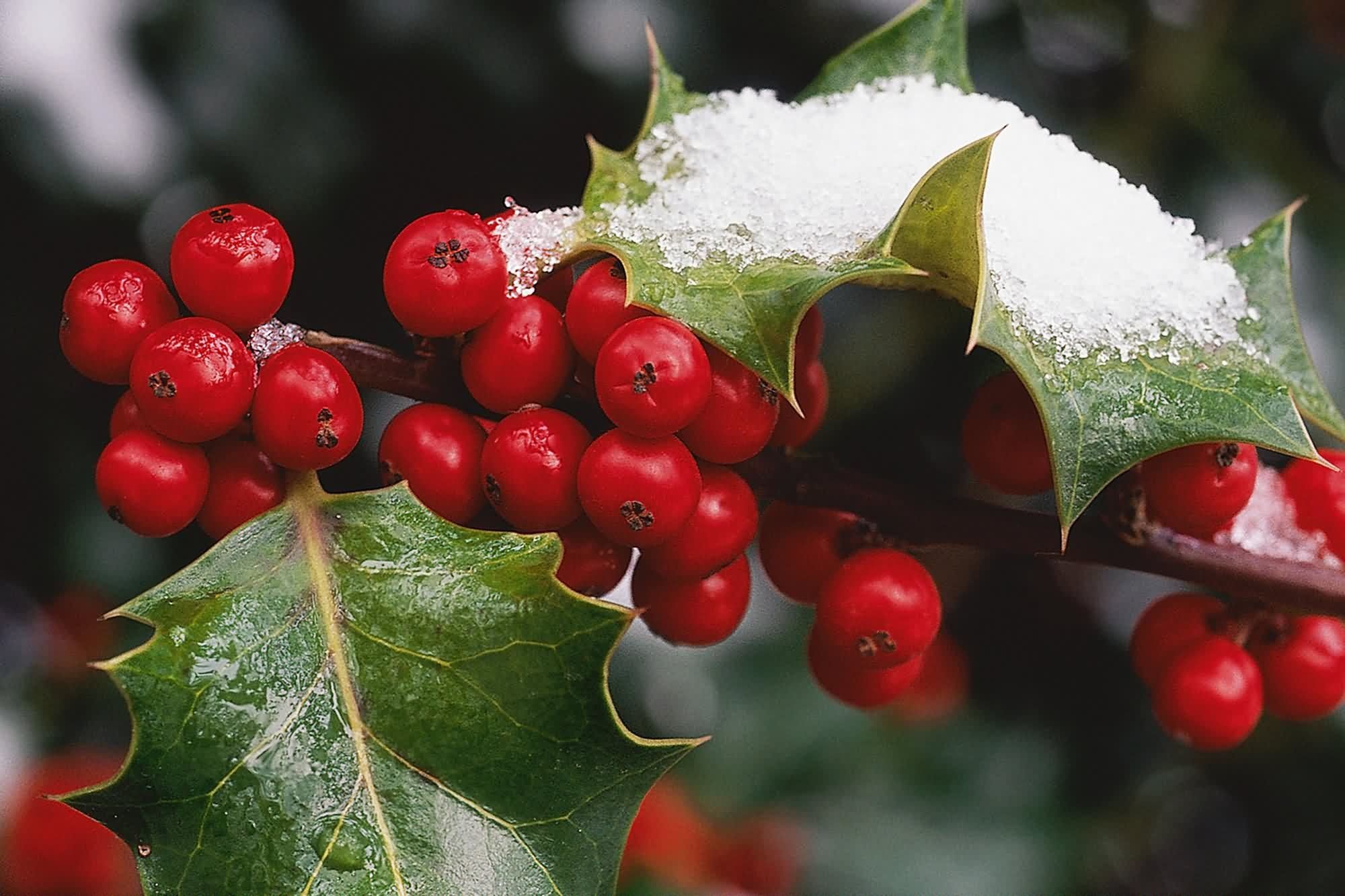 Holly Tree, Festive decoration, Vibrant red berries, Winter symbol, 2000x1340 HD Desktop
