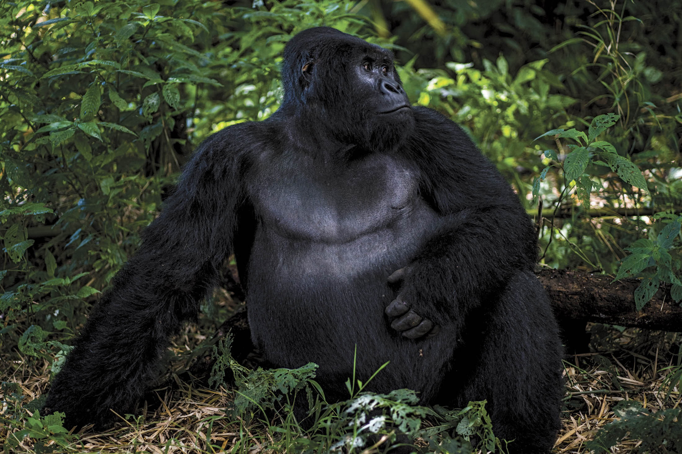 Virunga National Park, Silverback gorilla, Safari, Congo, 2200x1470 HD Desktop
