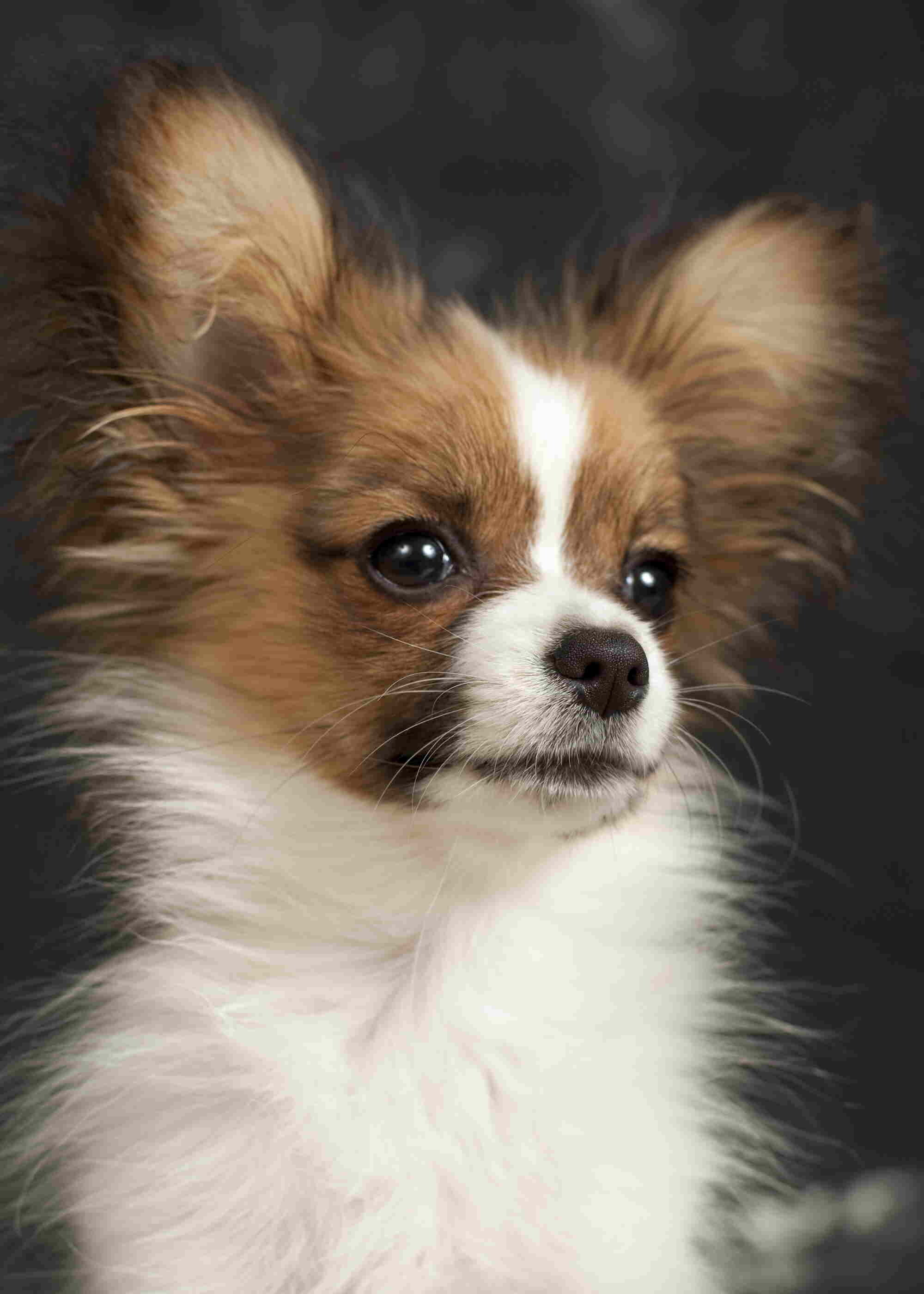Papillon Dog: Cute puppy, One of the oldest of the toy spaniels breeds. 2000x2800 HD Wallpaper.