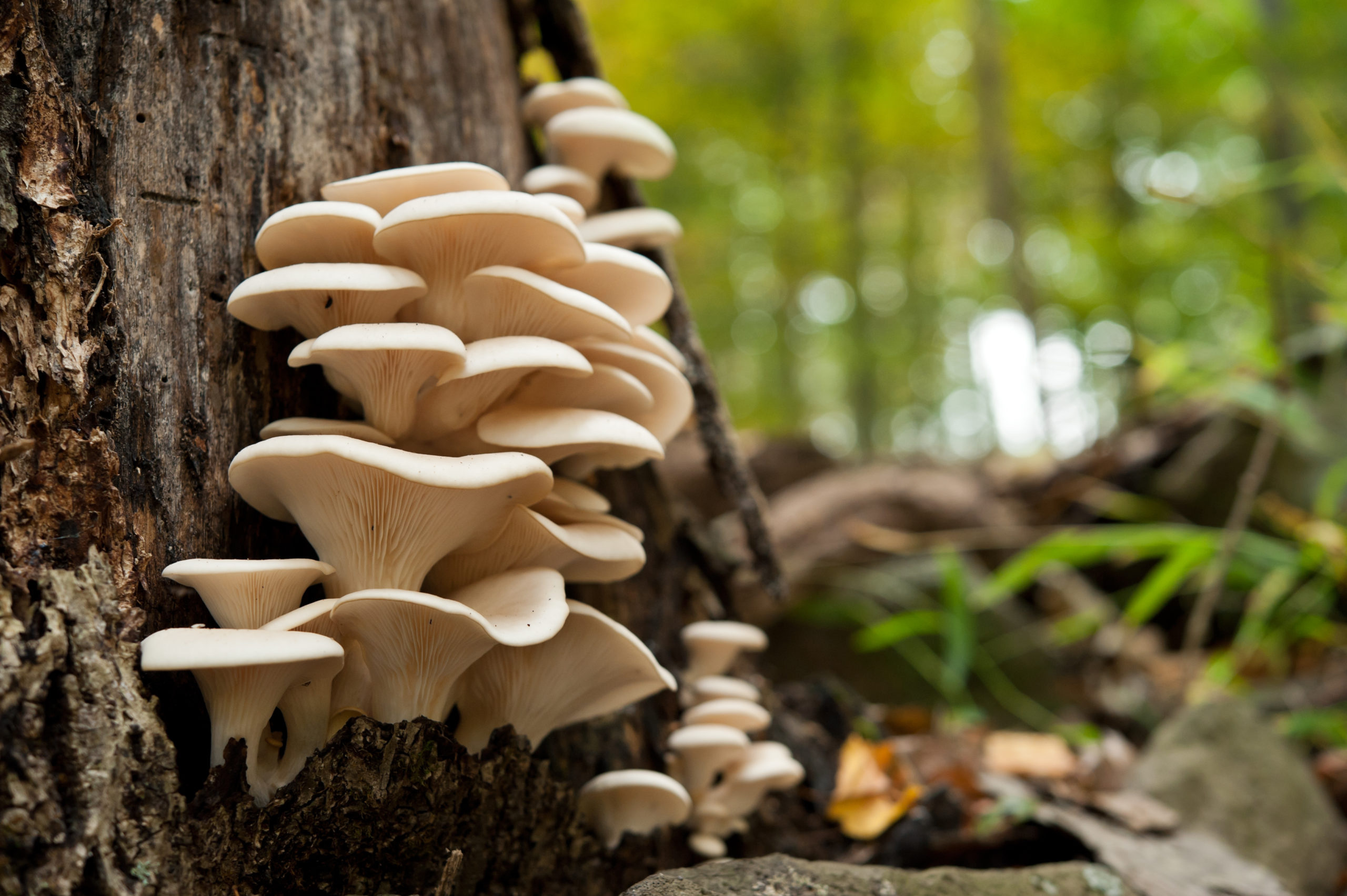 Oyster mushrooms, Fungal education, Teaching about fungi, University of Georgia, 2560x1710 HD Desktop