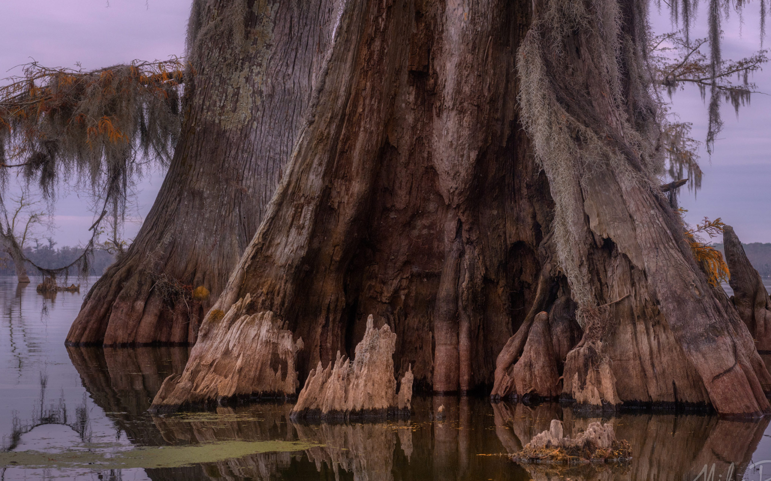 Rotten trunk, Old bald cypress, Atchafalaya river basin, Texas, 2560x1600 HD Desktop