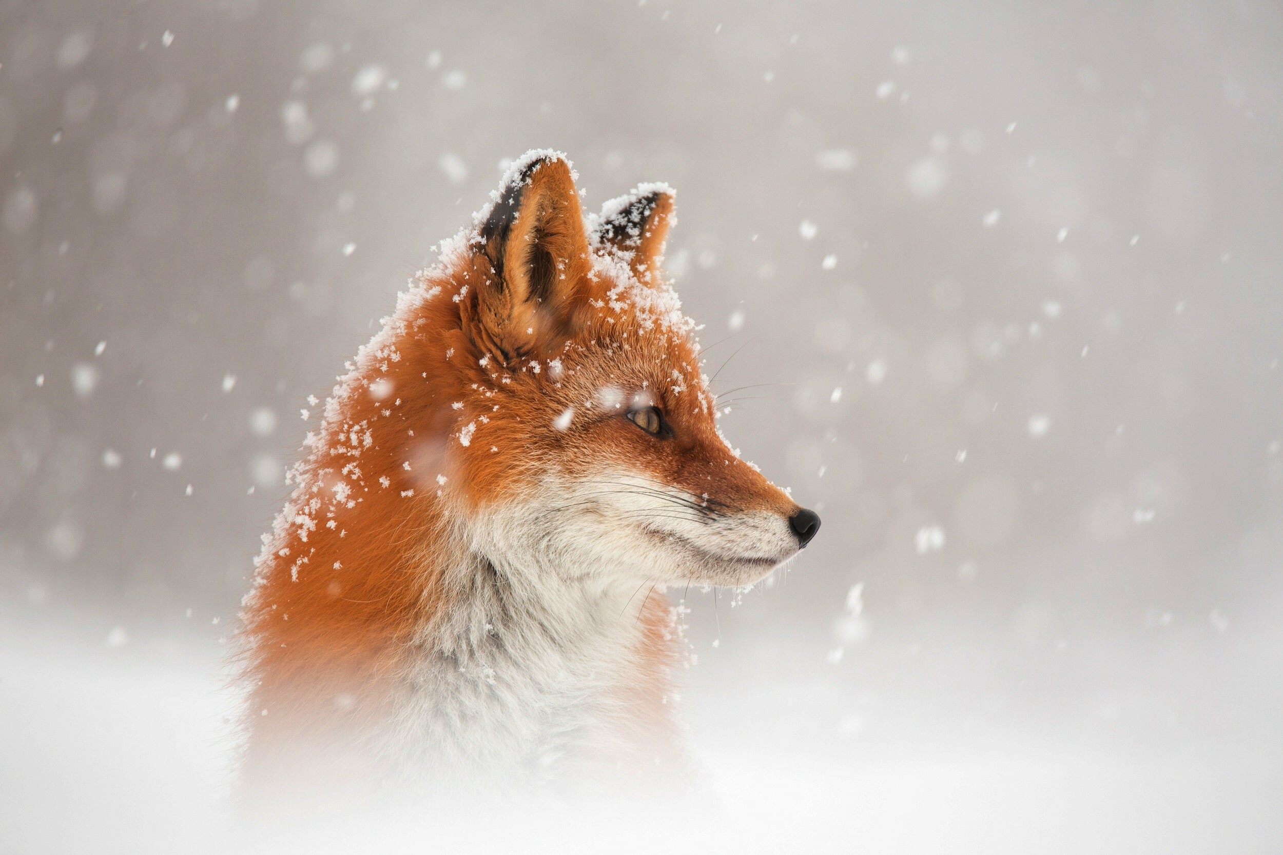 Fox: Has a coat of long guard hairs and soft fine underfur that is typically a rich reddish brown. 2500x1670 HD Wallpaper.