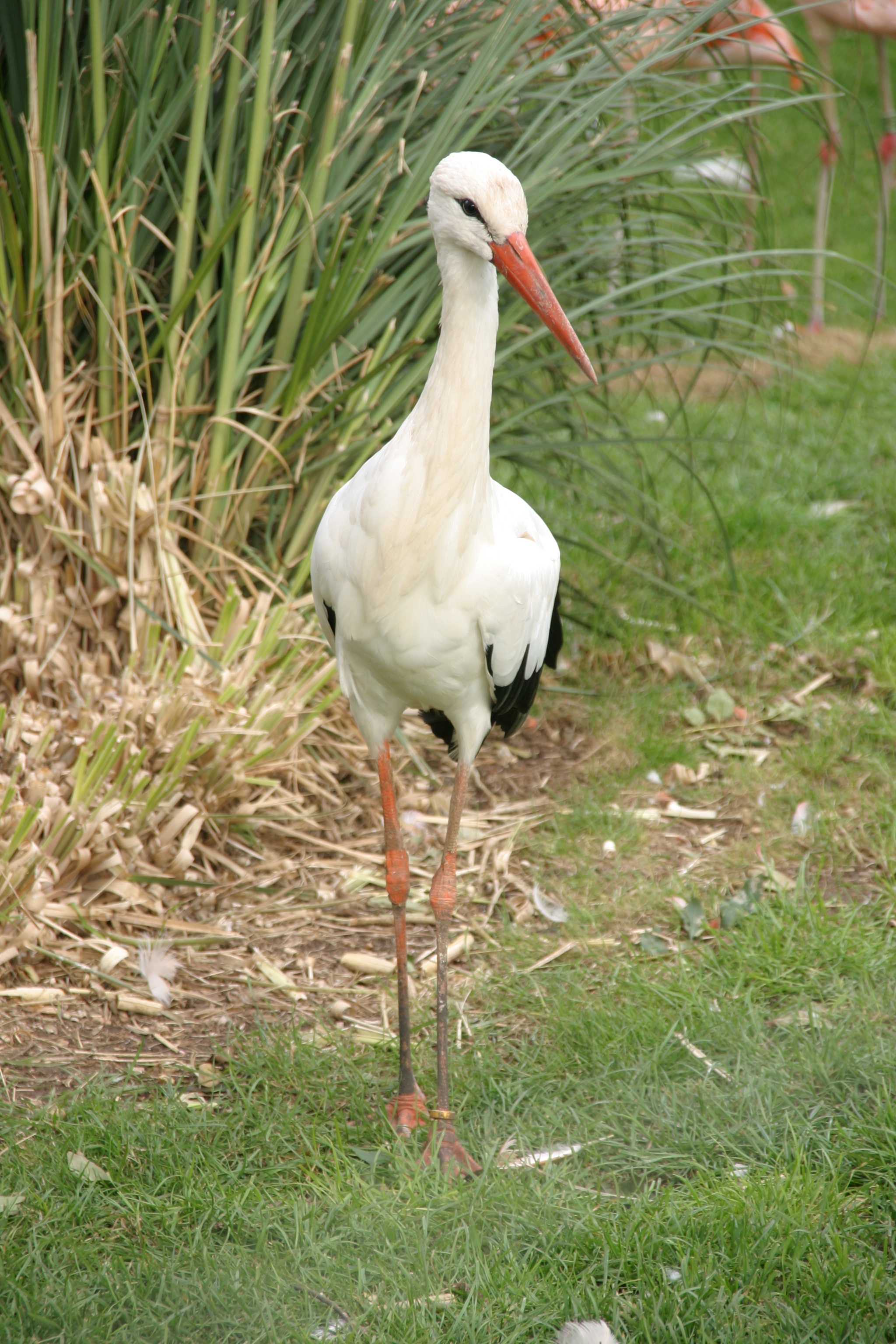 White stork, Stunning bird, 4K wallpapers, Aerial grace, 2050x3080 HD Handy