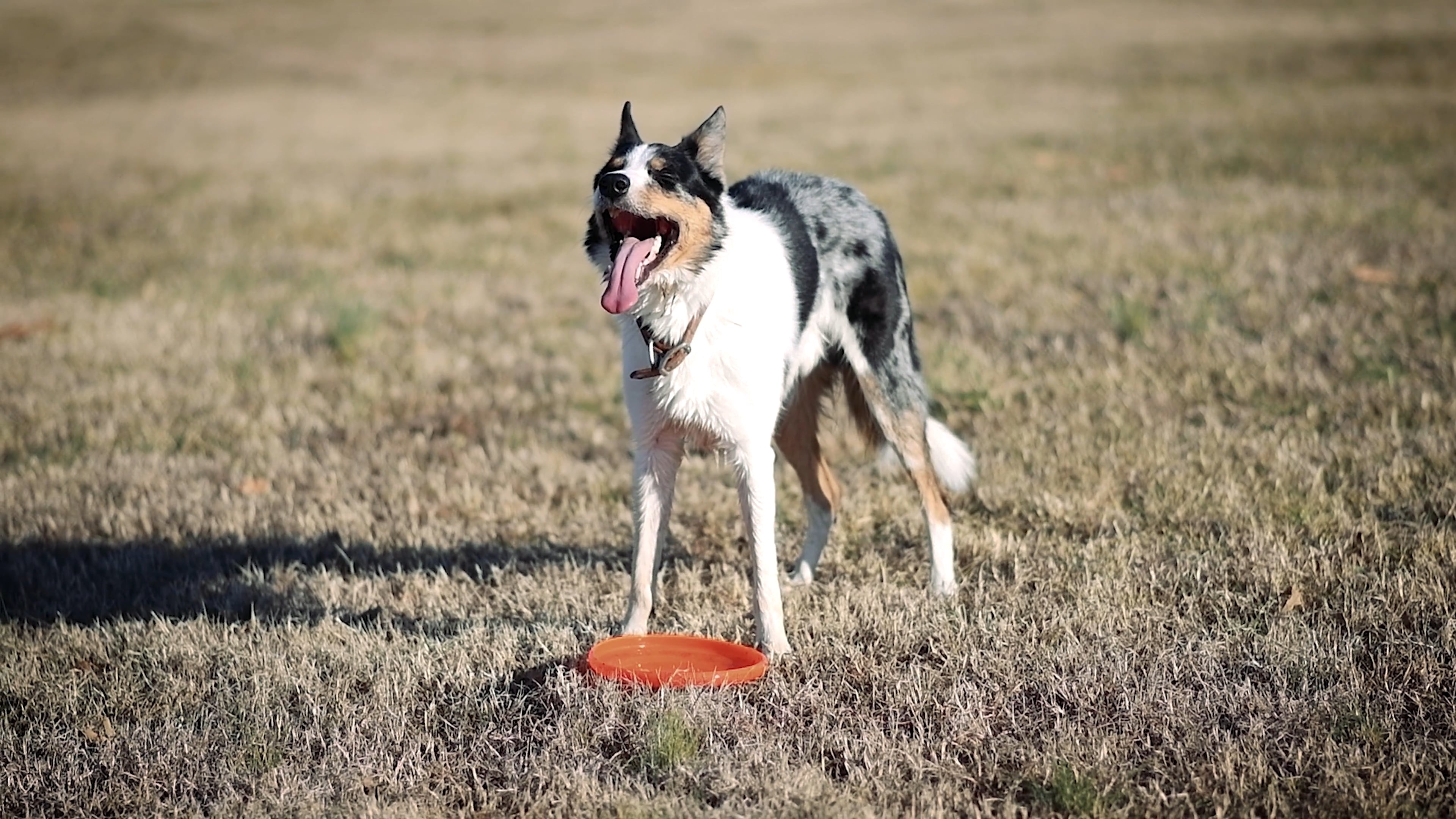 Flying Disc Sports: Dog Playing with Frisbee, Companion Dog, Ultimate Frisbee, Outdoor Games. 3840x2160 4K Background.