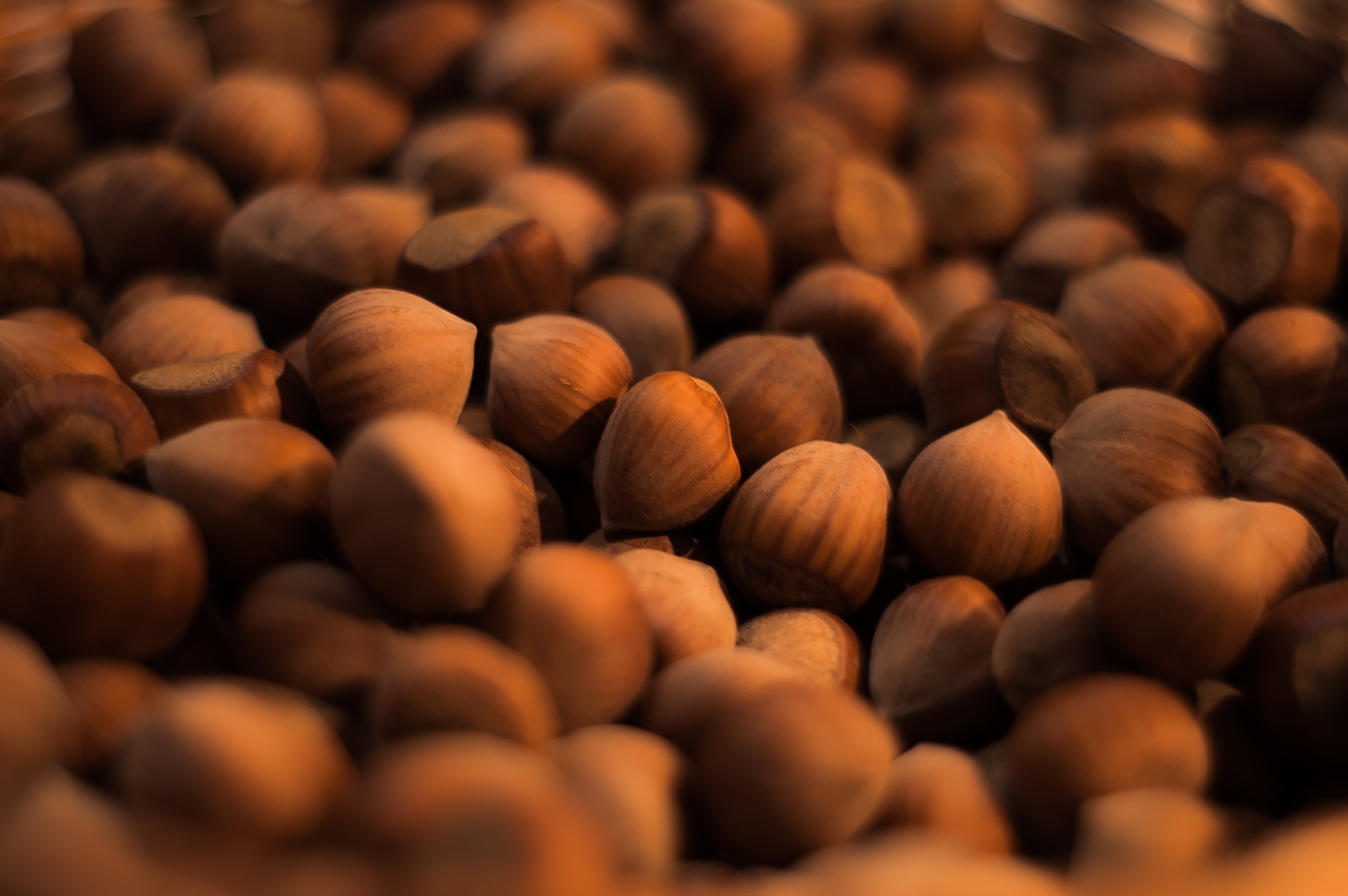Hazelnuts: Harvested in late September or October after falling to the ground. 3010x2000 HD Wallpaper.