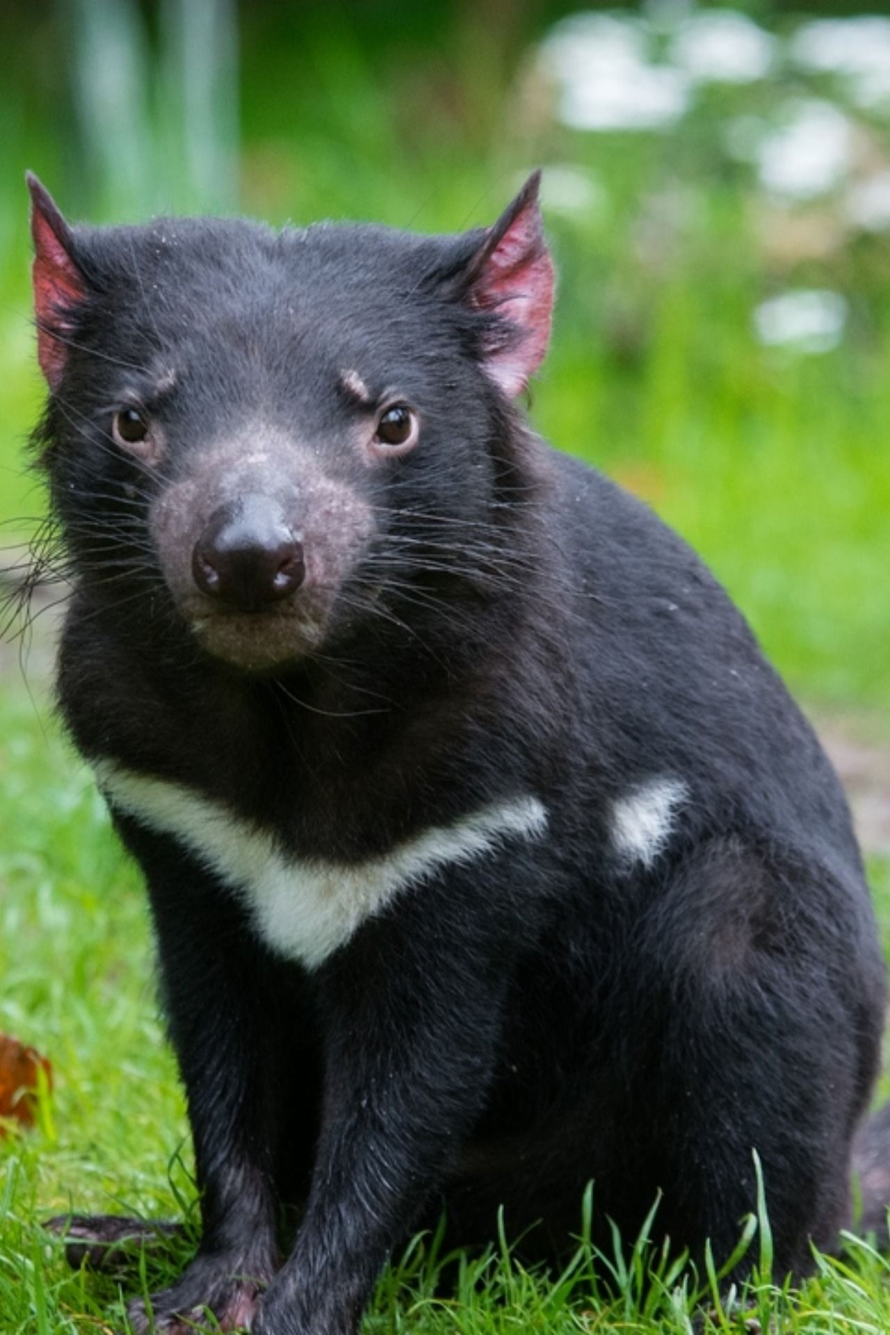 Animated animal GIF, Beutelteufel Tasmanian Devil, Cute animal GIF, Australian wildlife, 1280x1920 HD Phone
