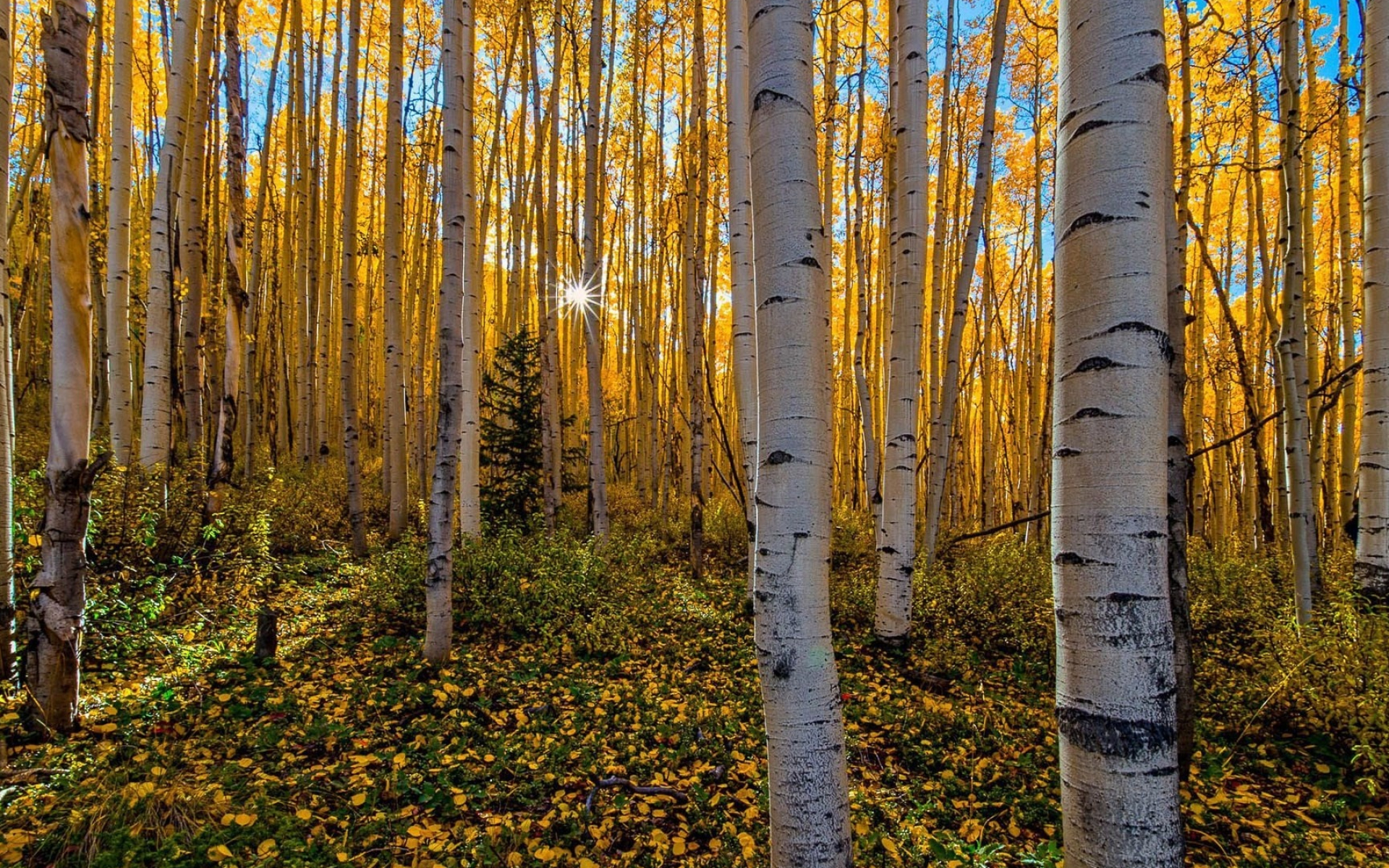 Autumn aspen forest, Vibrant foliage, Tranquil atmosphere, Enchanting beauty, 1920x1200 HD Desktop