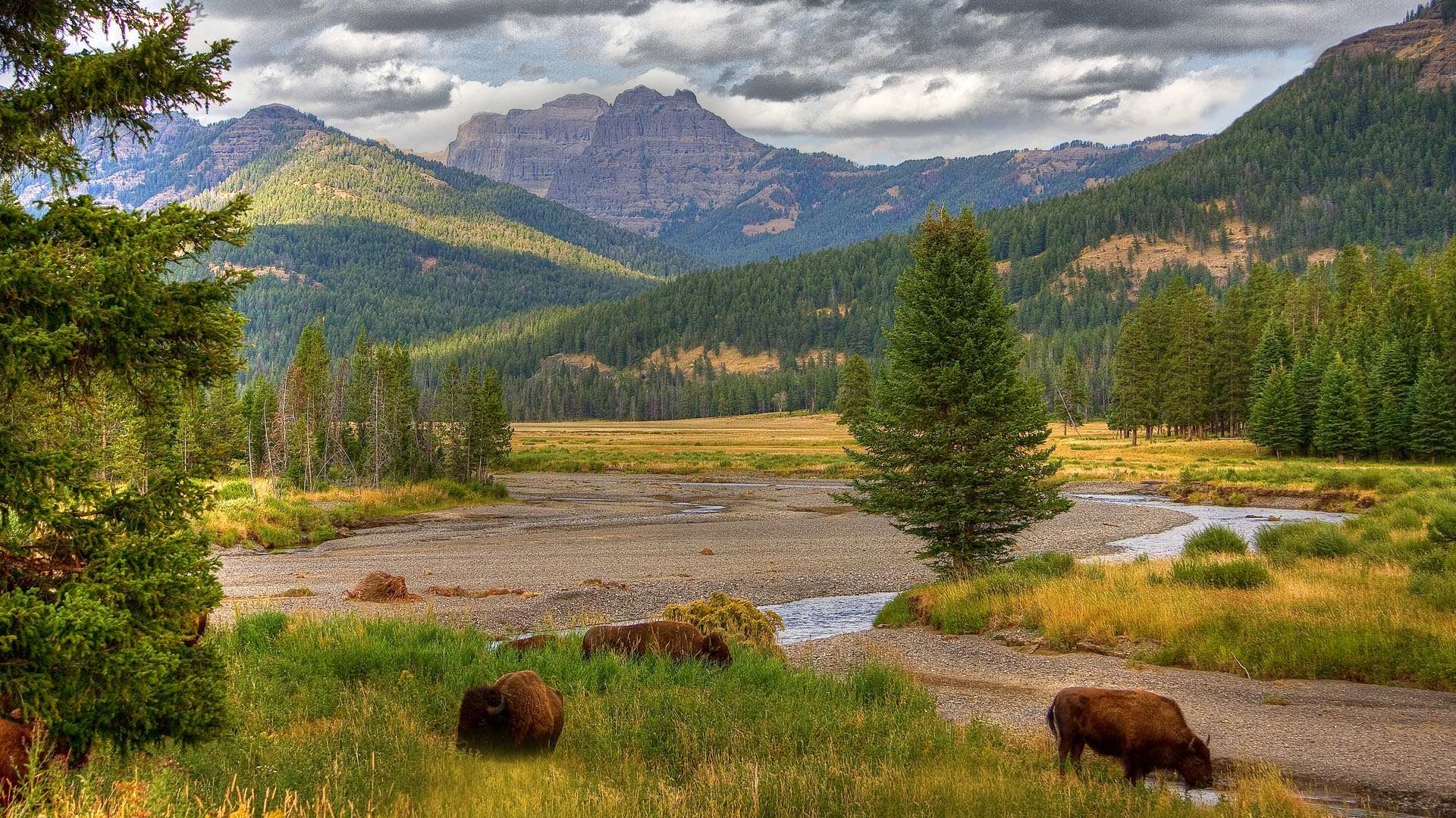Yellowstone National Park, Bison grazing, Winter wonderland, Windows 10 spotlight, 1920x1080 Full HD Desktop