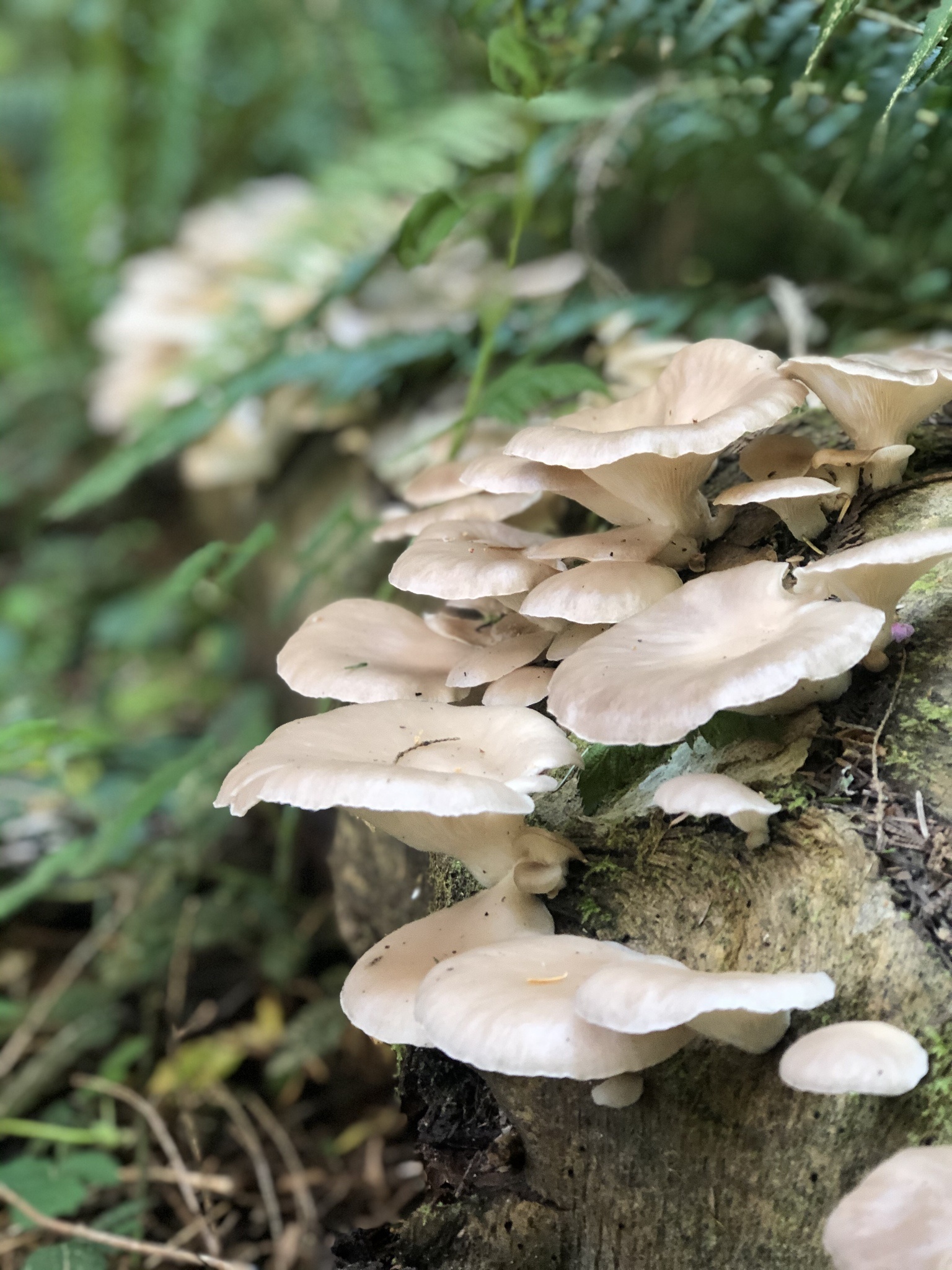 Oyster mushrooms, Nature photography, Pleurotus ostreatus, Beautiful specimens, 1540x2050 HD Phone