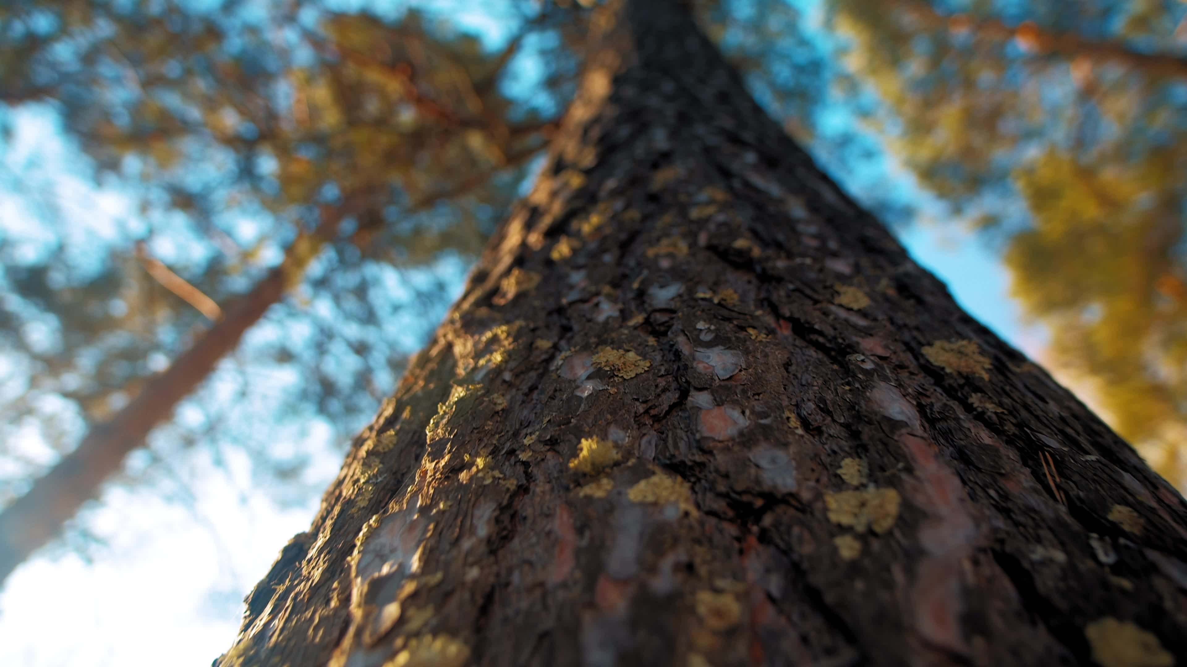 High pine tree trunk, Moss and bark, Coniferous forest, Natural wonders, 3840x2160 4K Desktop